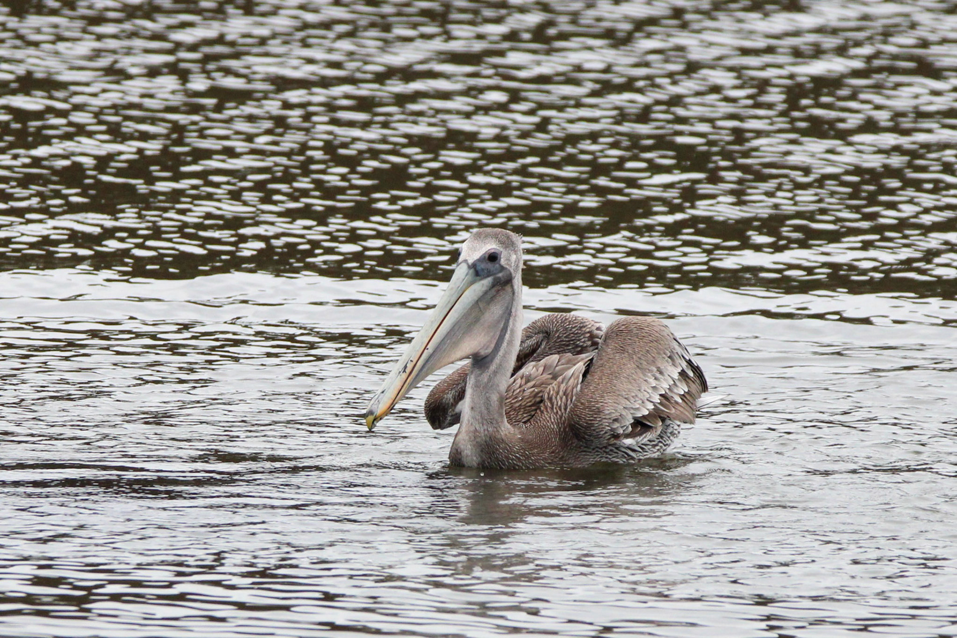 Brown Pelican - Rodeo Lagoon