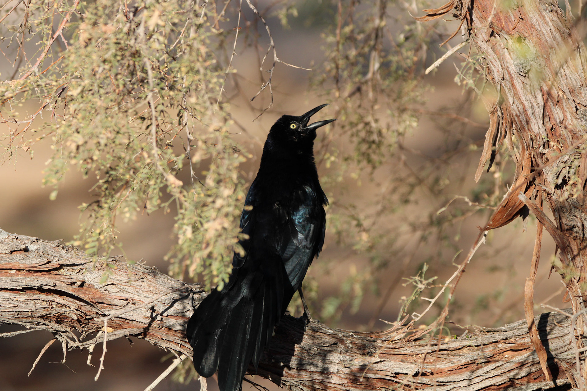 Great-tailed Grackle