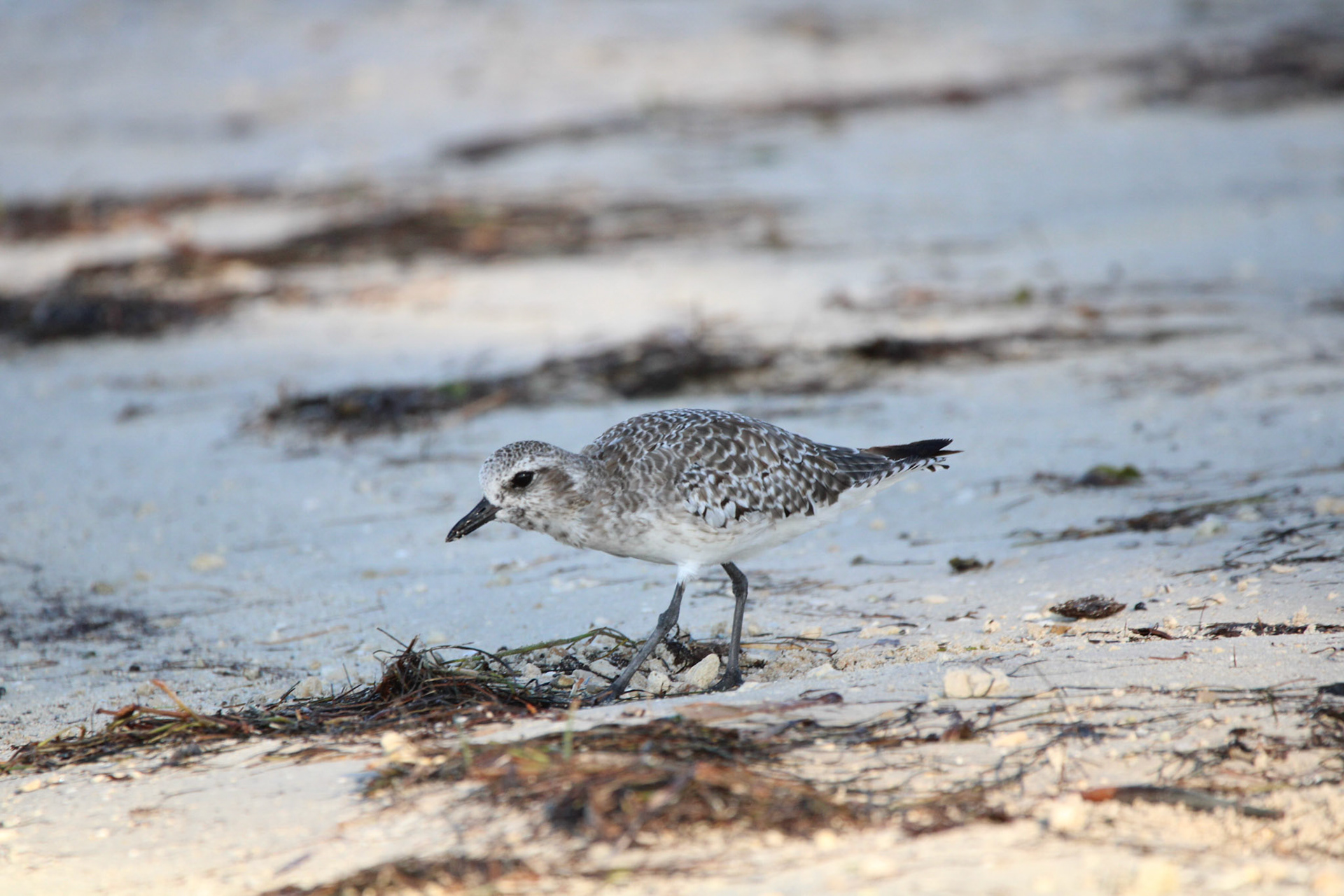 Black-bellied Plover