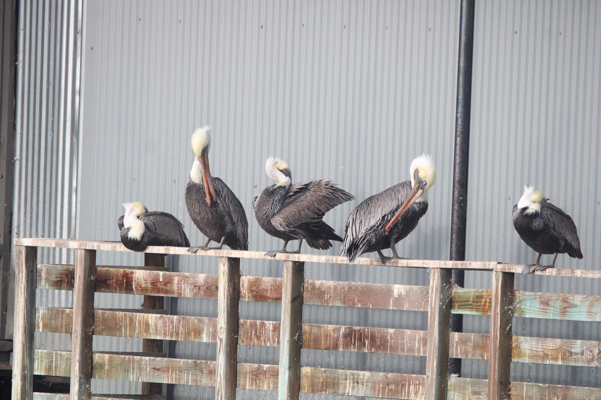 Brown Pelican - Monterey Bay, CA