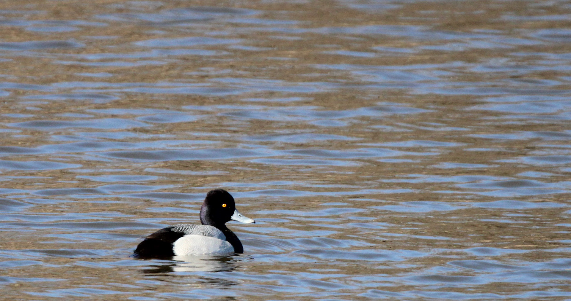 Lesser Scaup