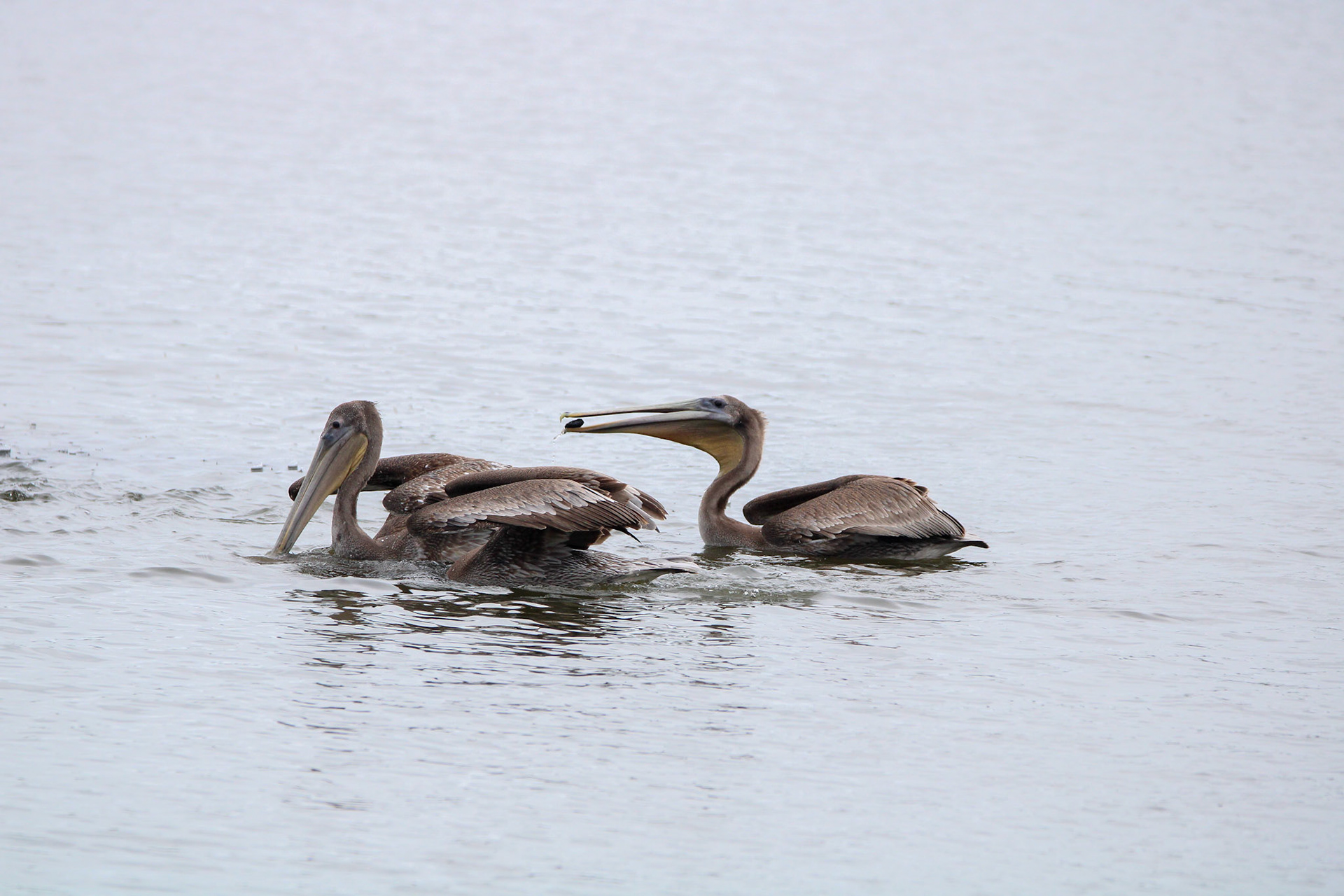 Brown Pelican - Rodeo Lagoon