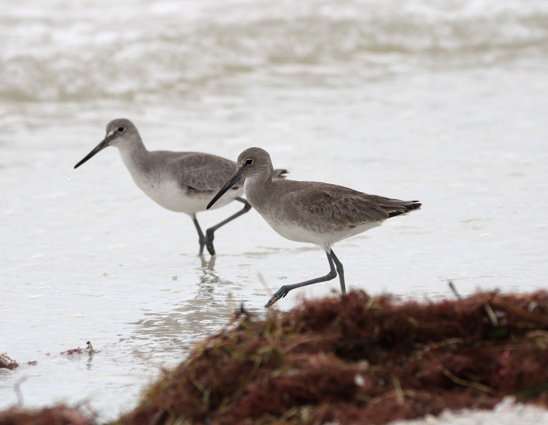 Willet