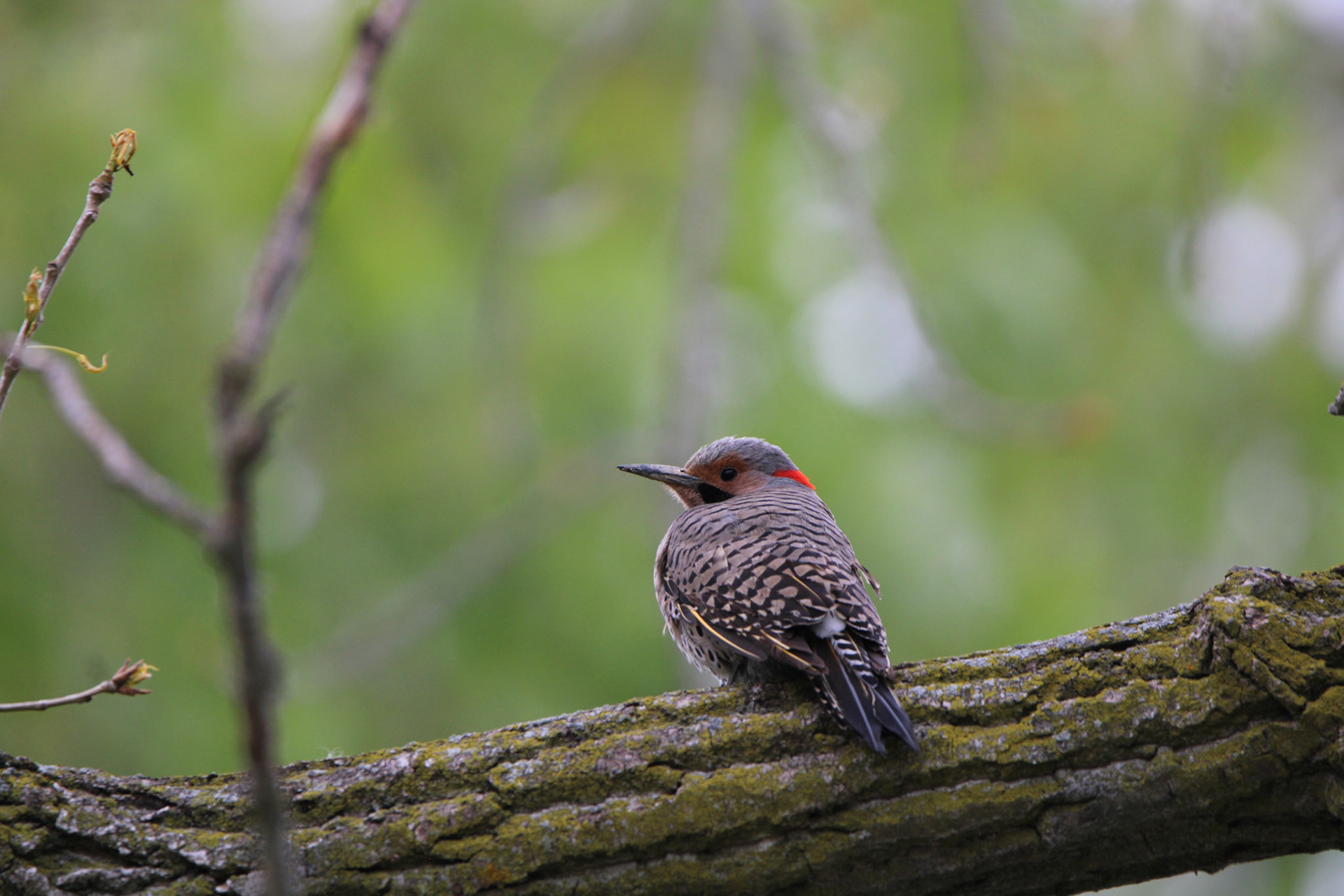 Northern Flicker