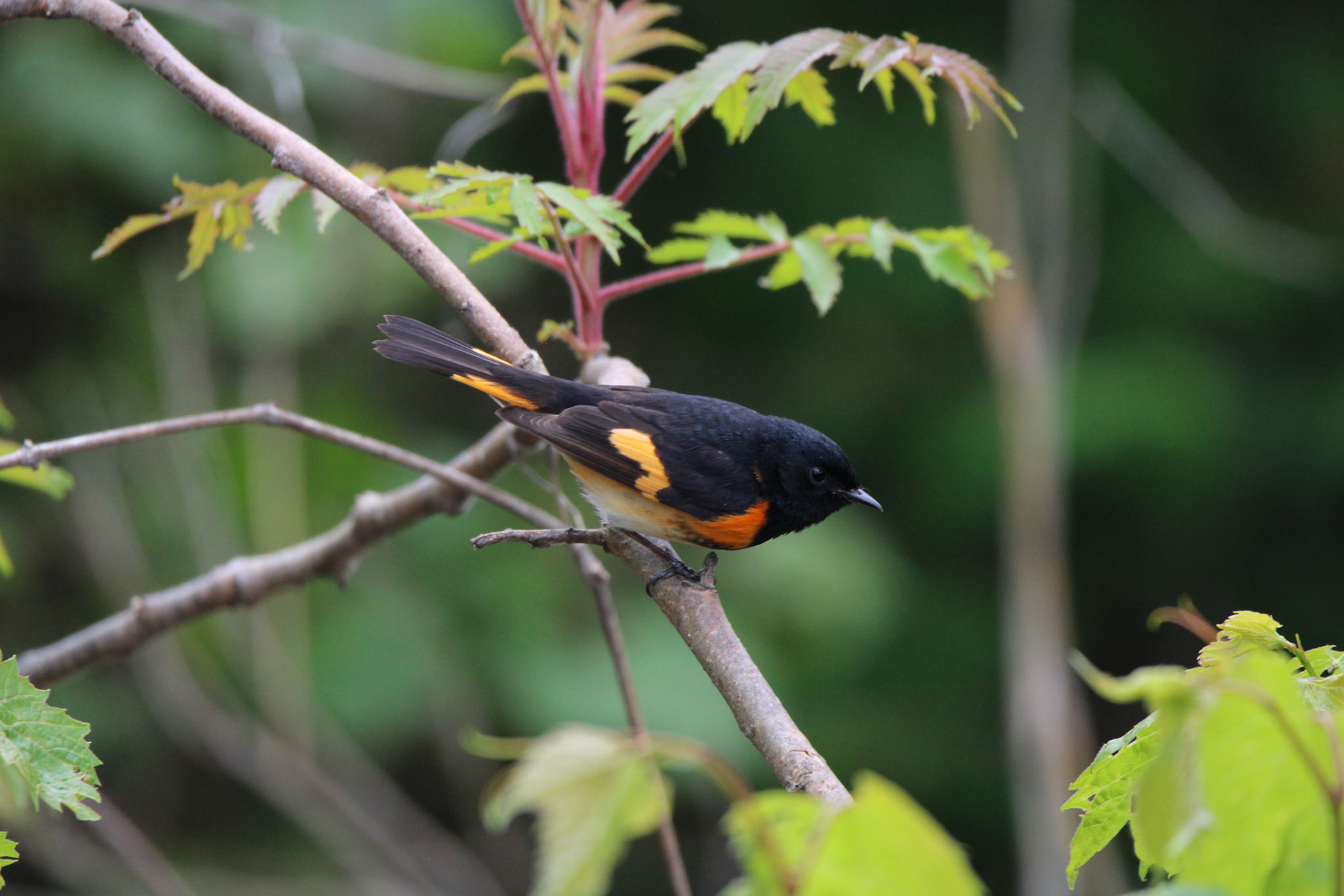 American Redstart