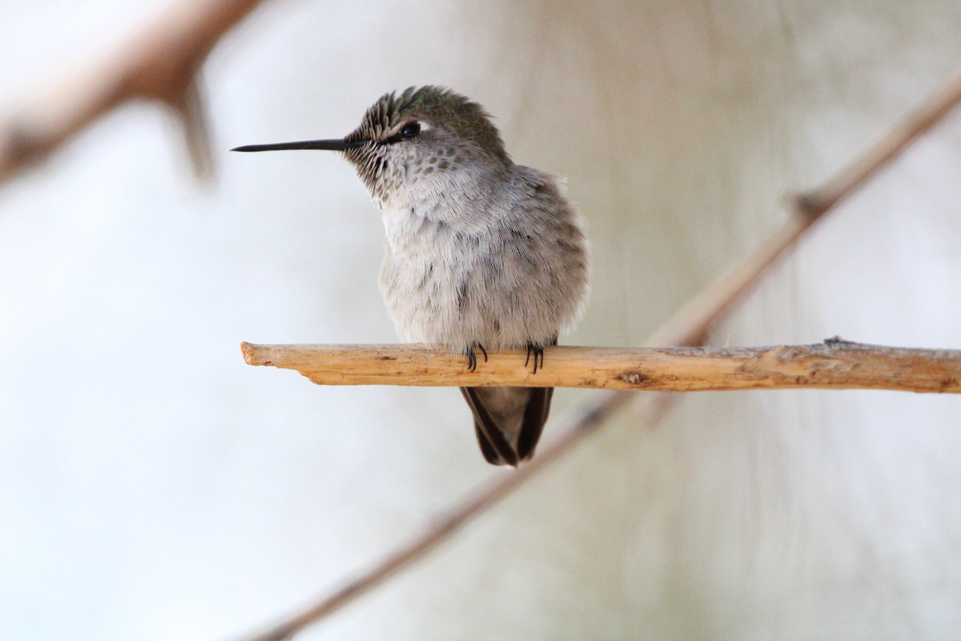 Anna's Hummingbird