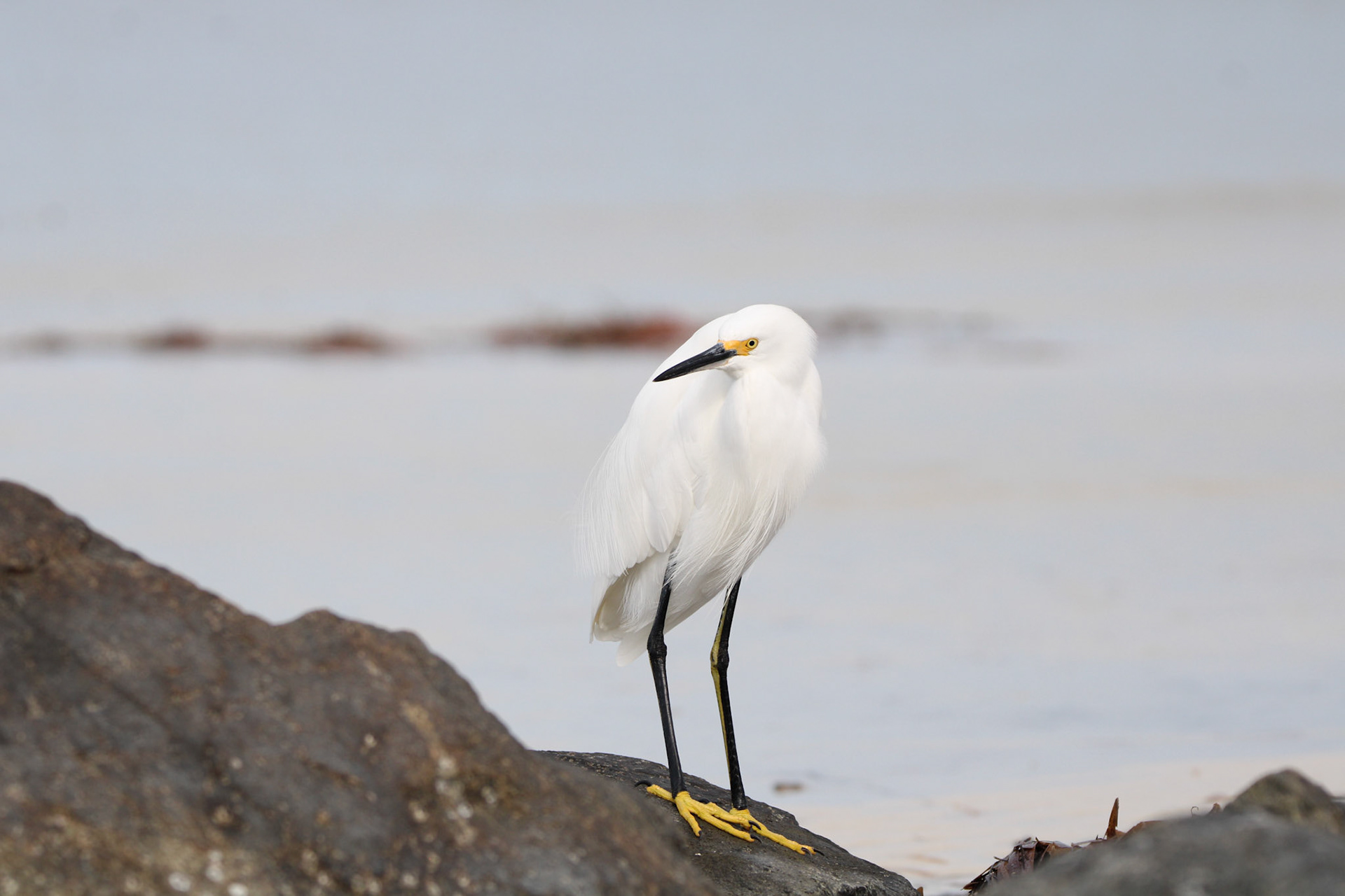 Snowy Egret