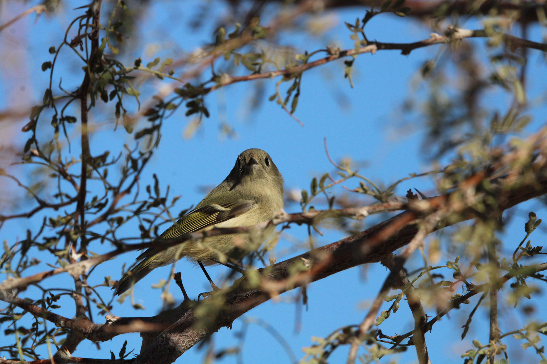 Ruby-crowned Kinglet