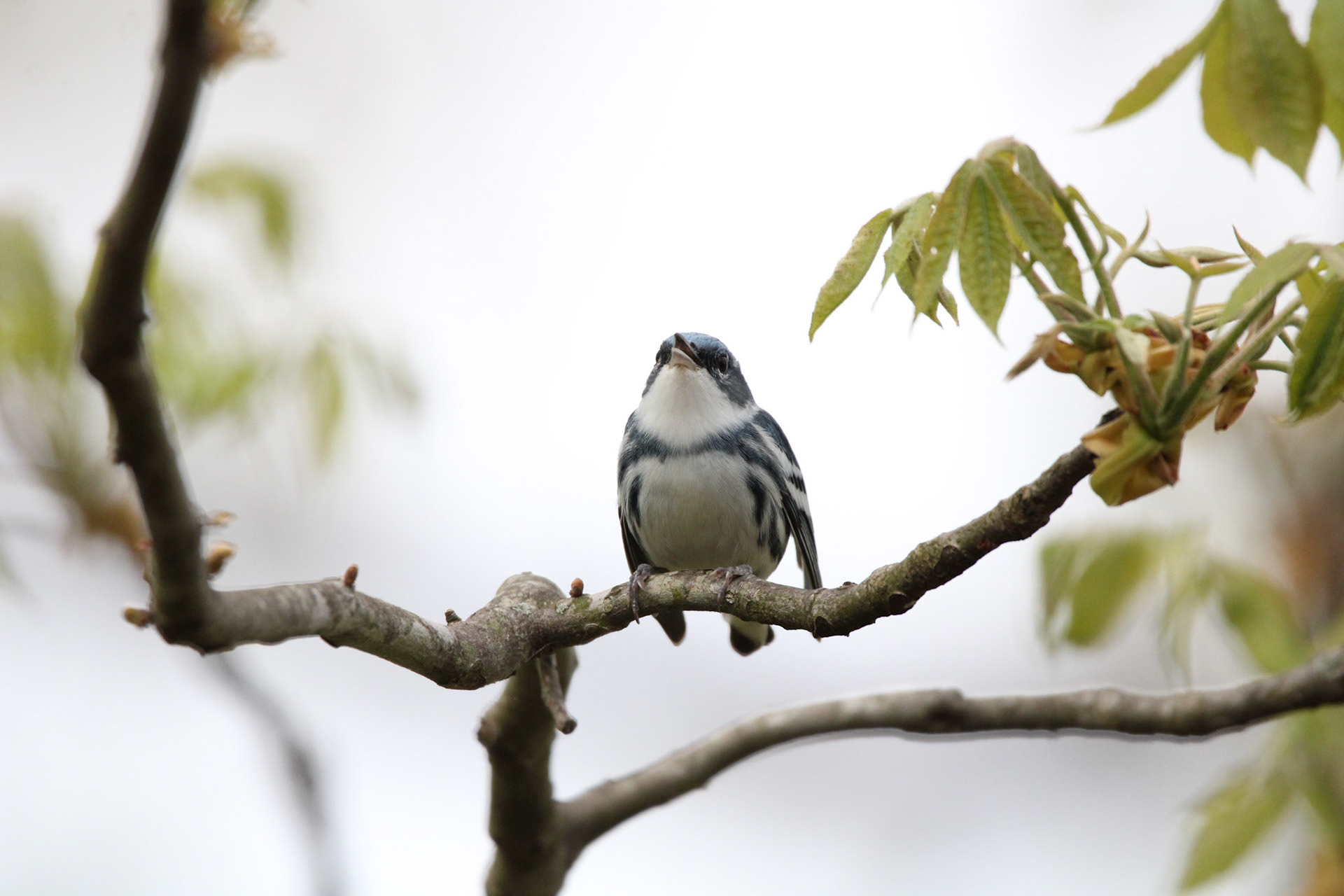 Cerulean Warbler