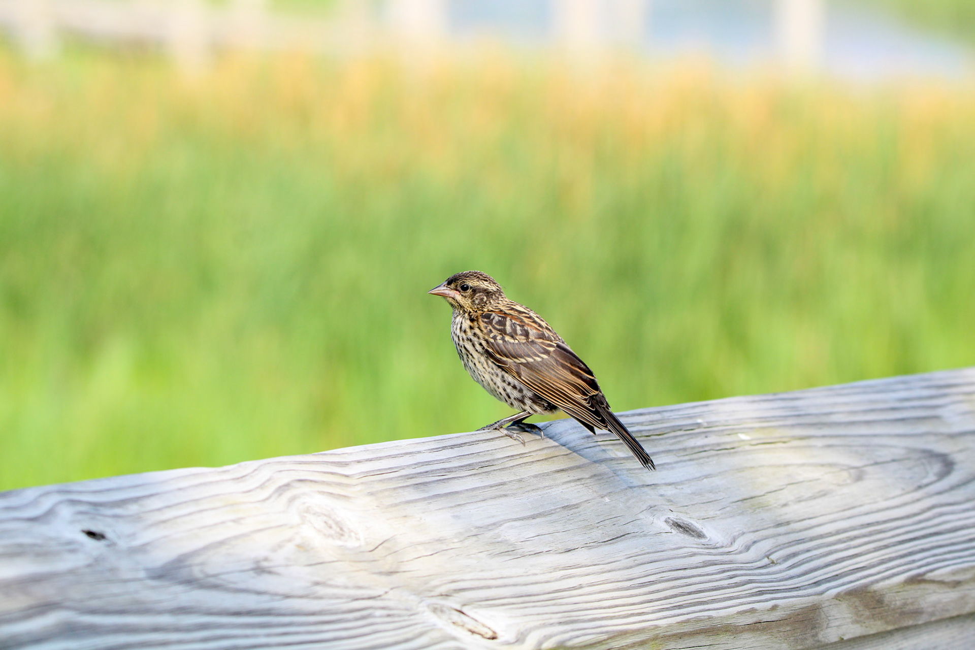 Red-winged Blackbird