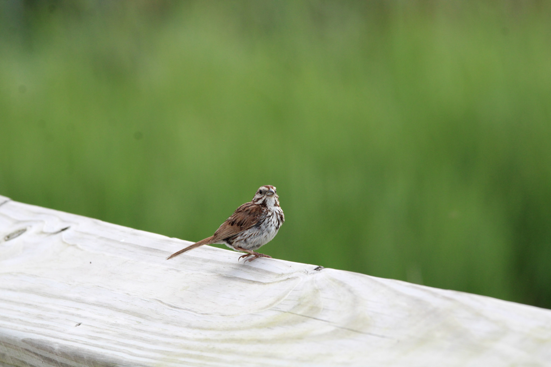 Song Sparrow