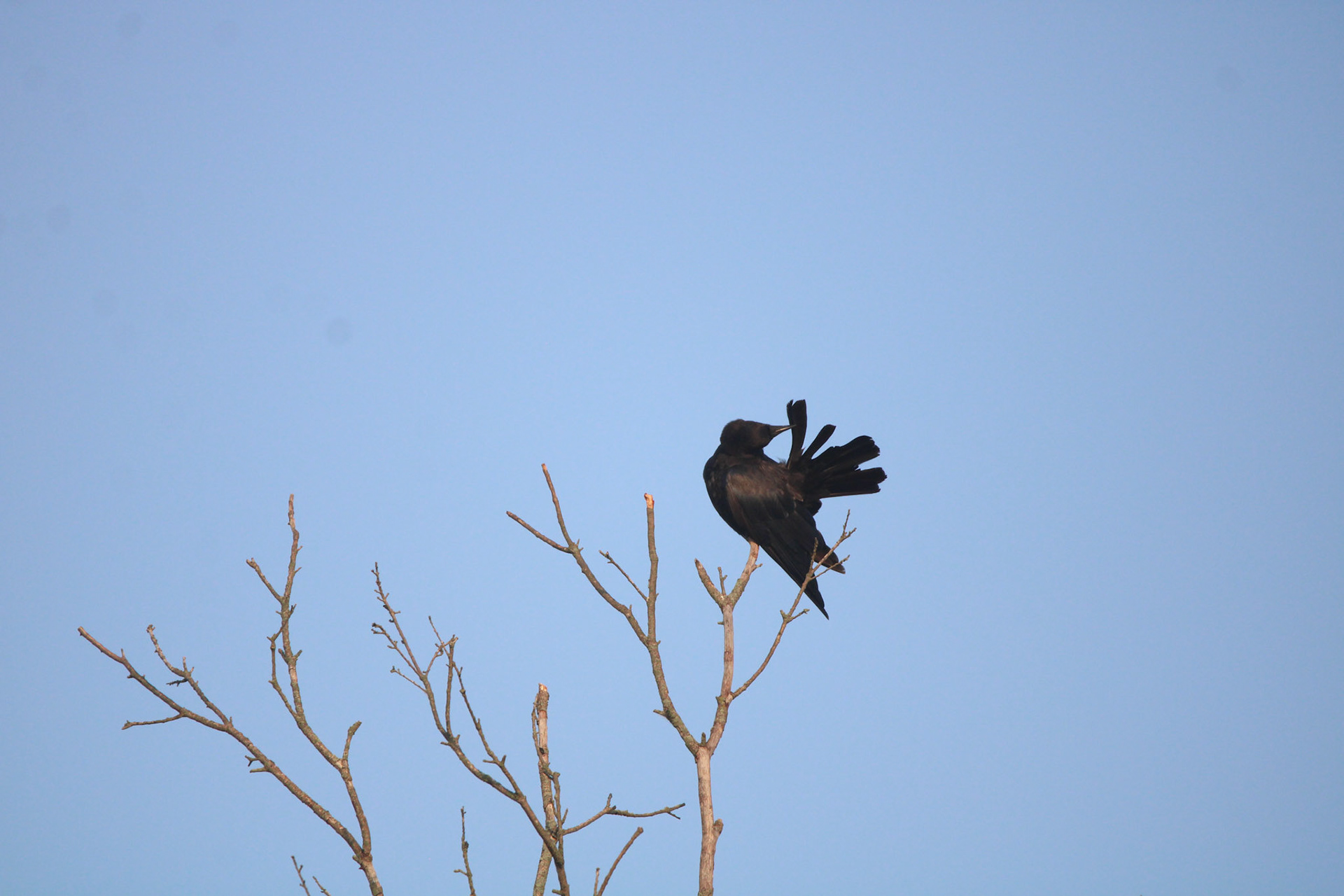 American Crow