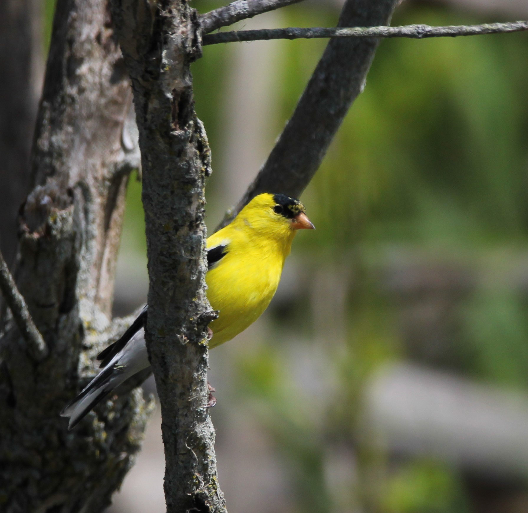 American Goldfinch