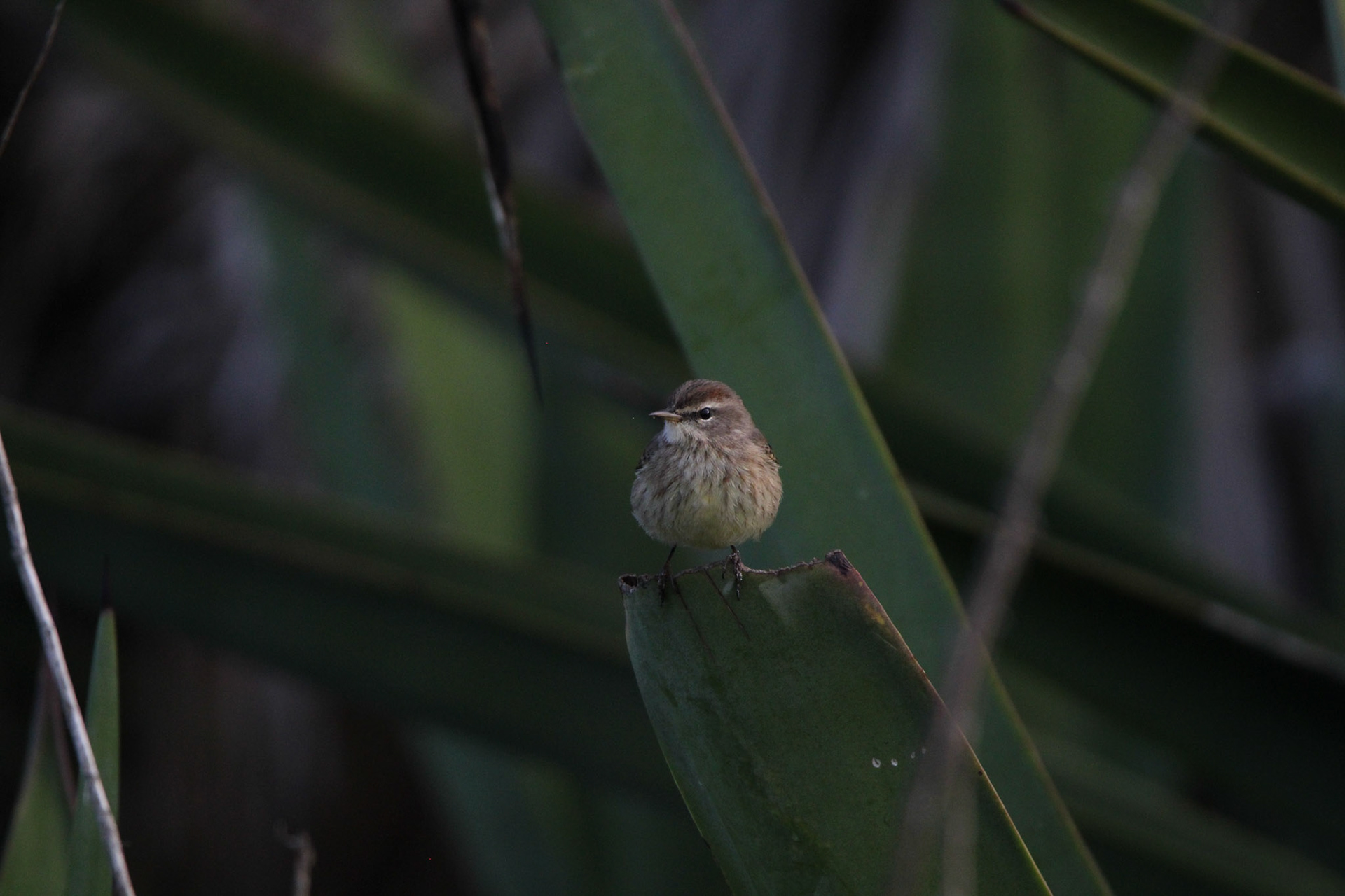 Palm Warbler