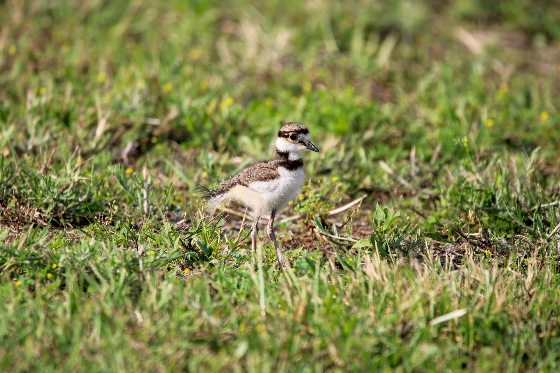 Killdeer