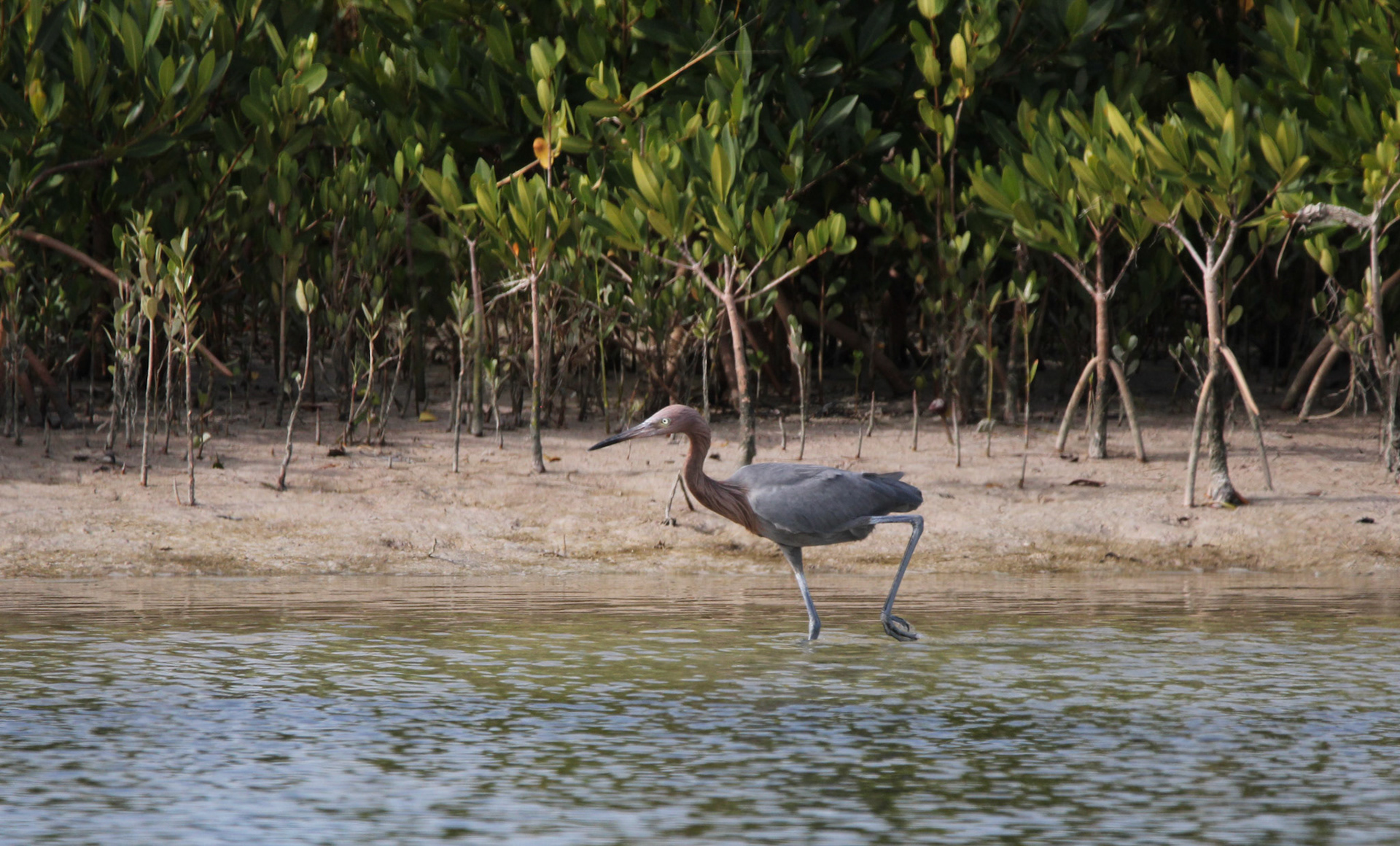 Reddish Egret
