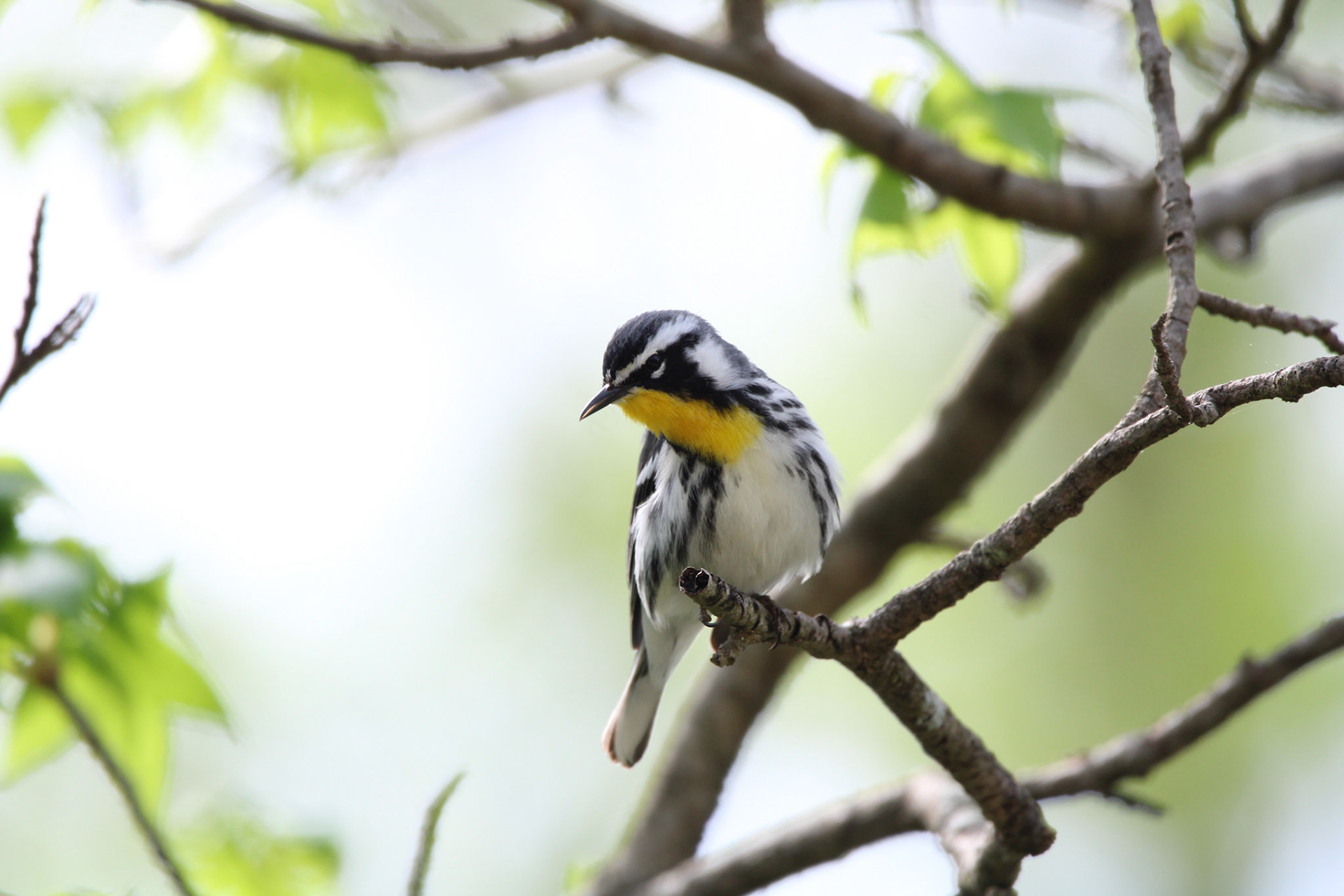 Yellow-throated Warbler