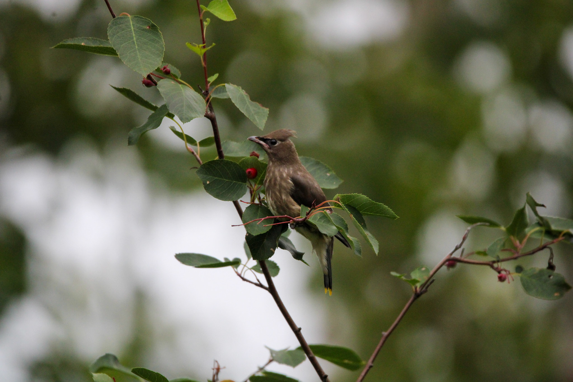 Cedar Waxwing - Shipwreck Creek Campground