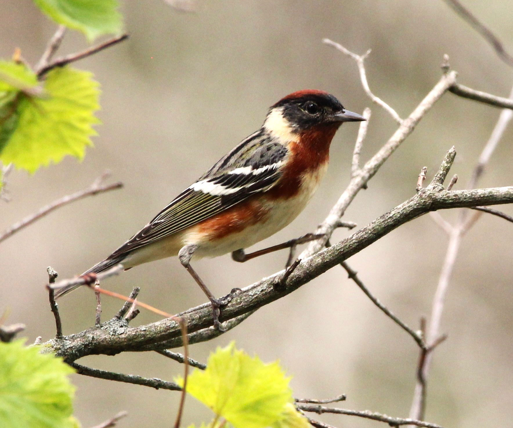Bay-breasted Warbler