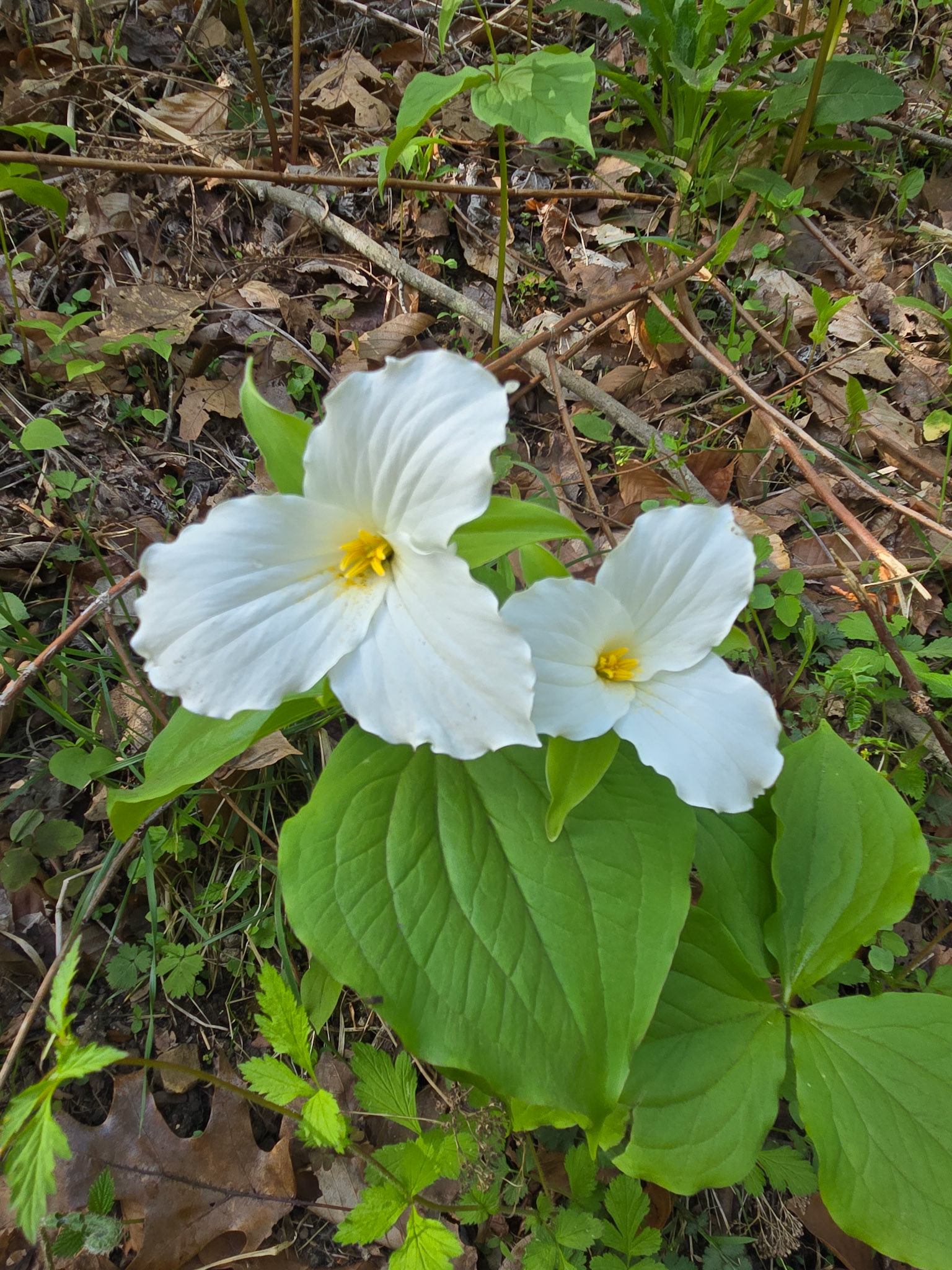White Trillium