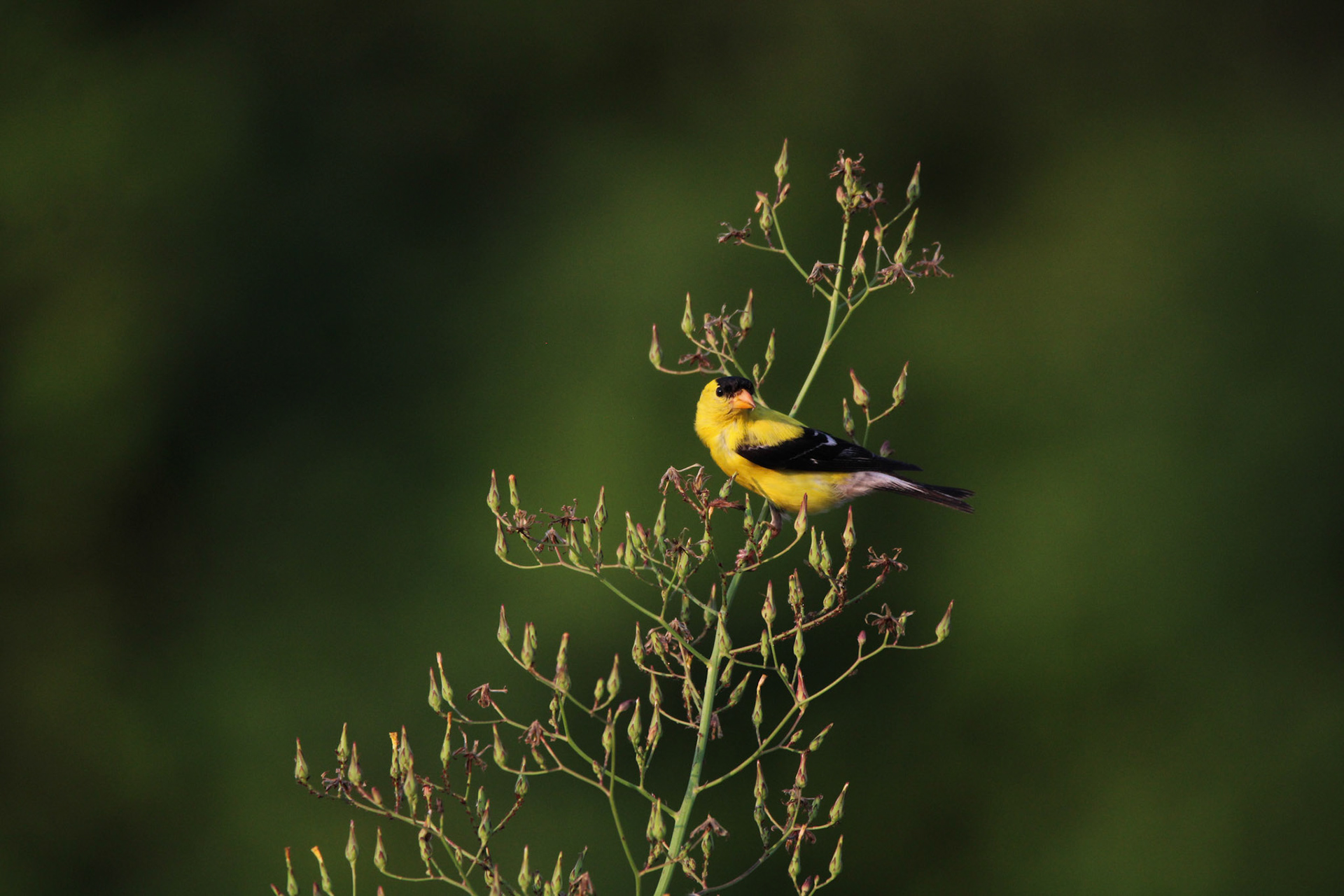 American Goldfinch