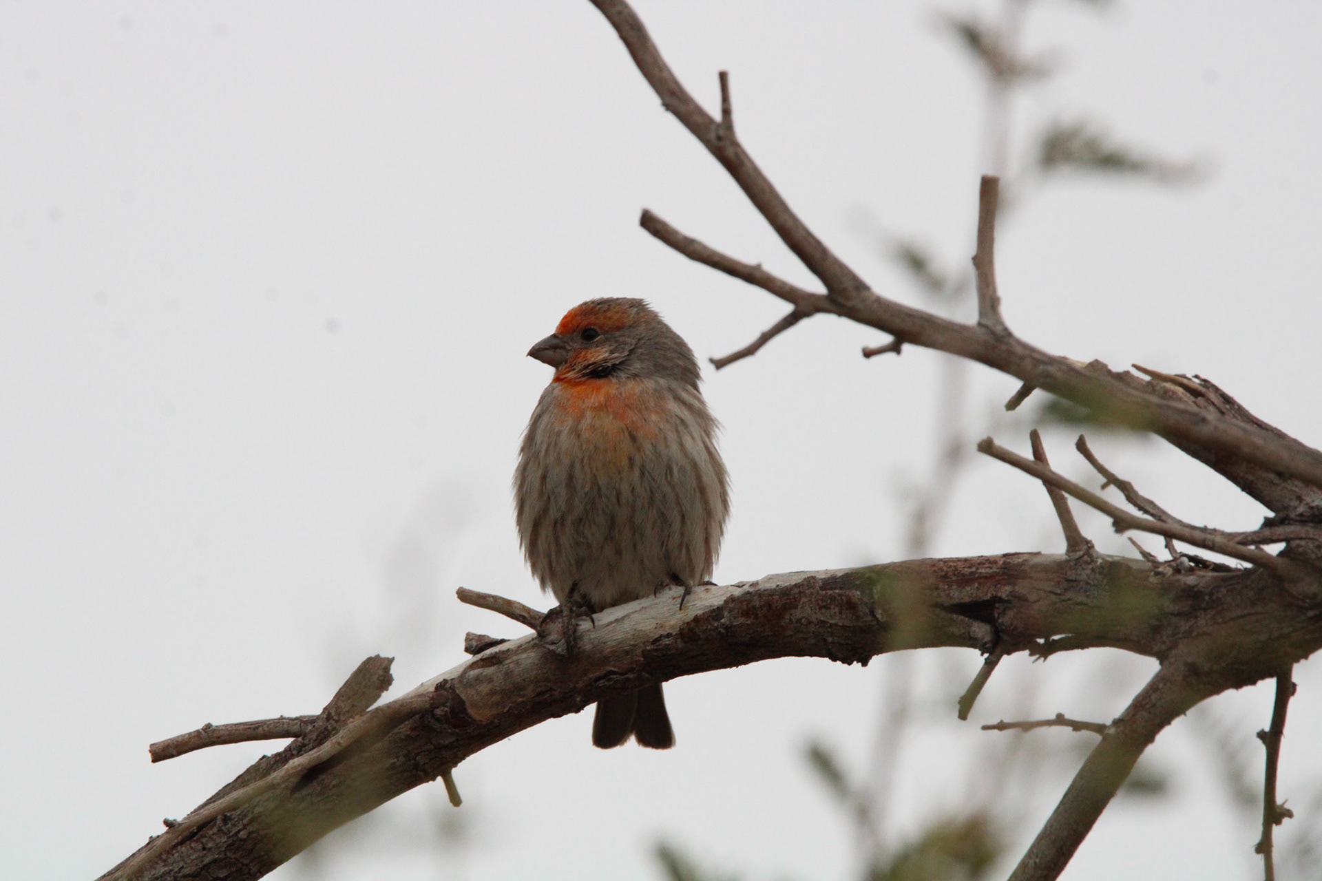 House Finch