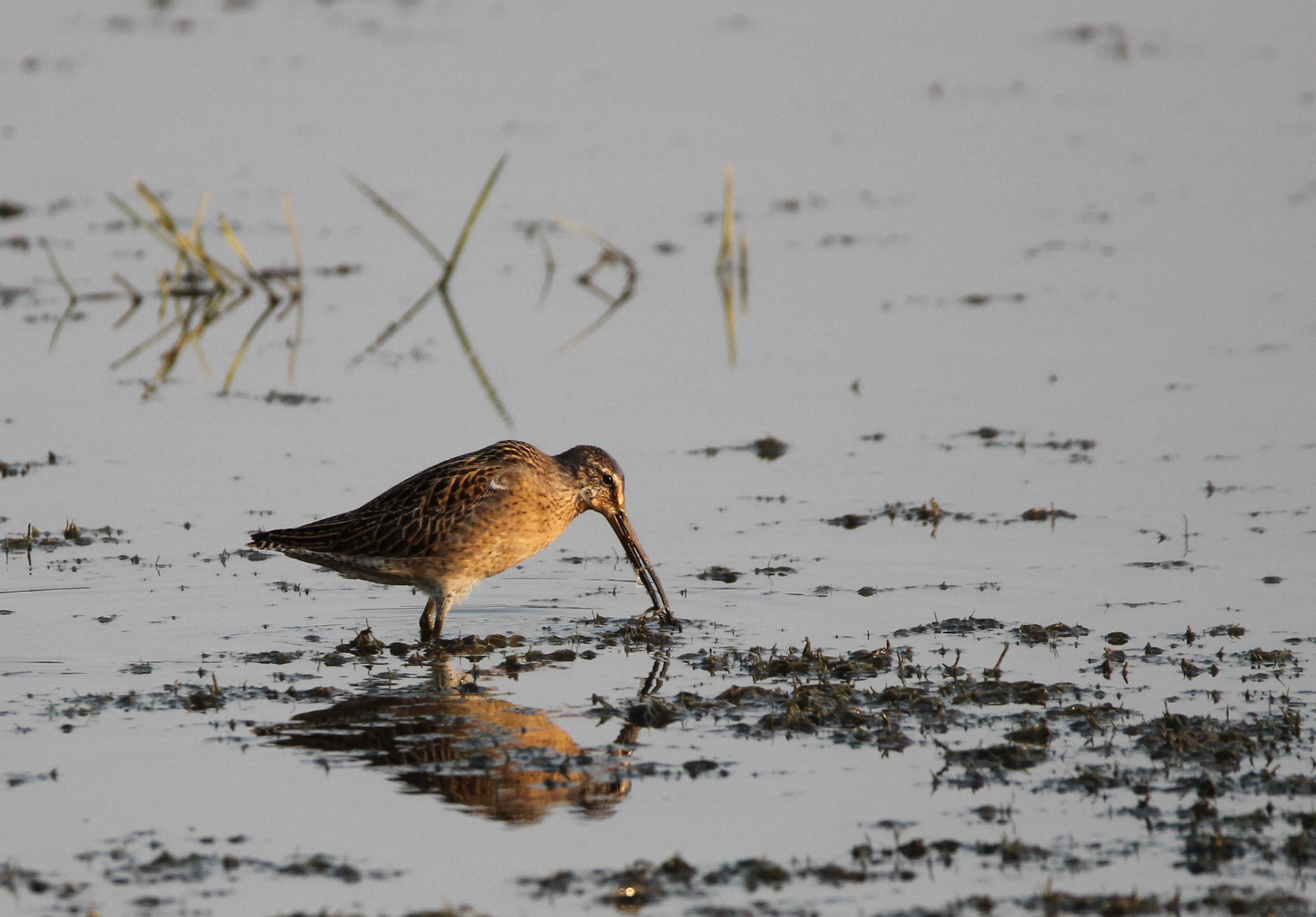 Short-billed Dowitcher