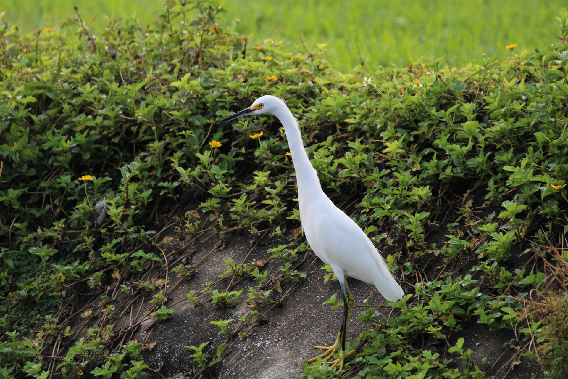 Snowy Egret