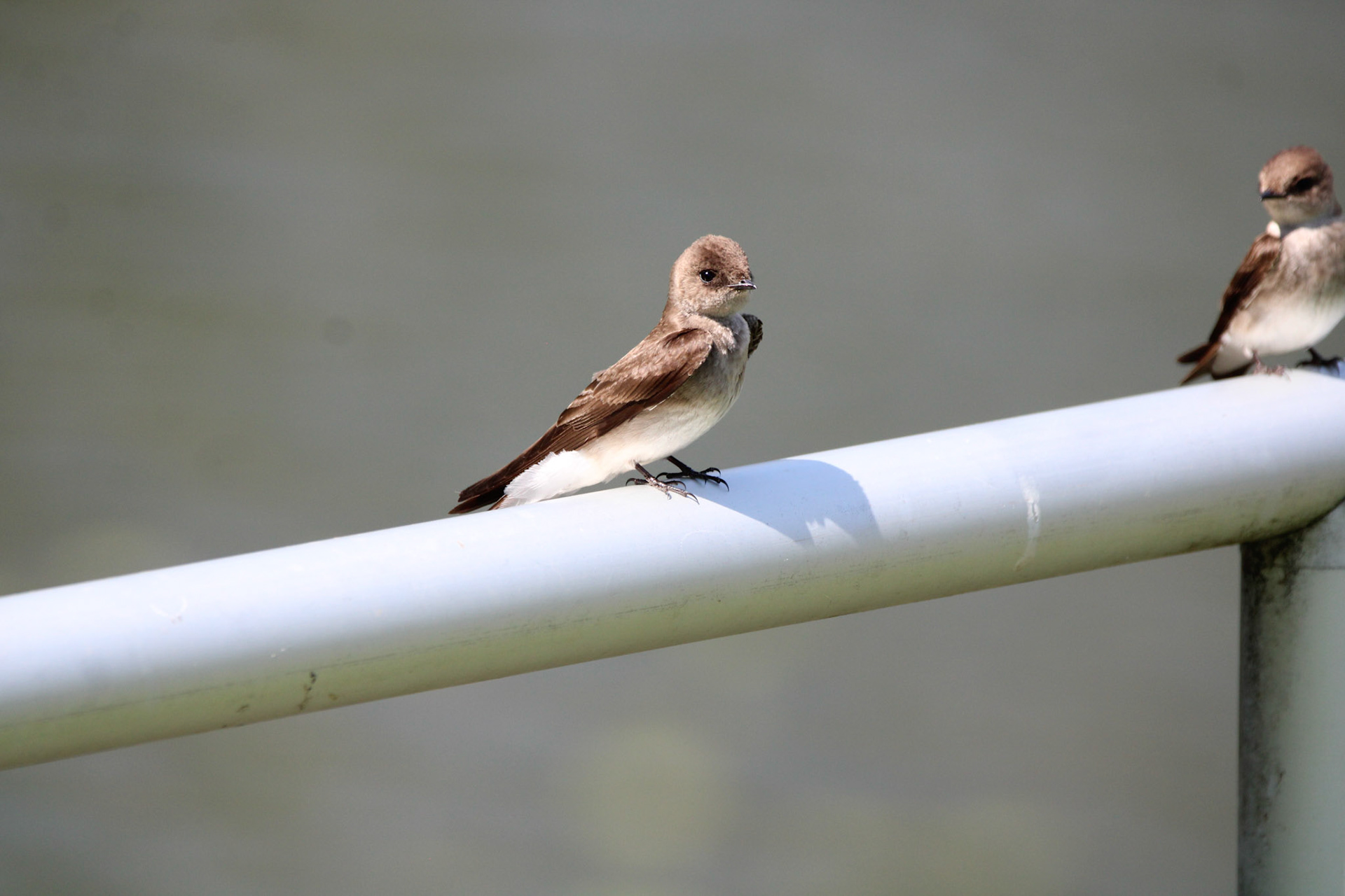 Rough-winged Swallow