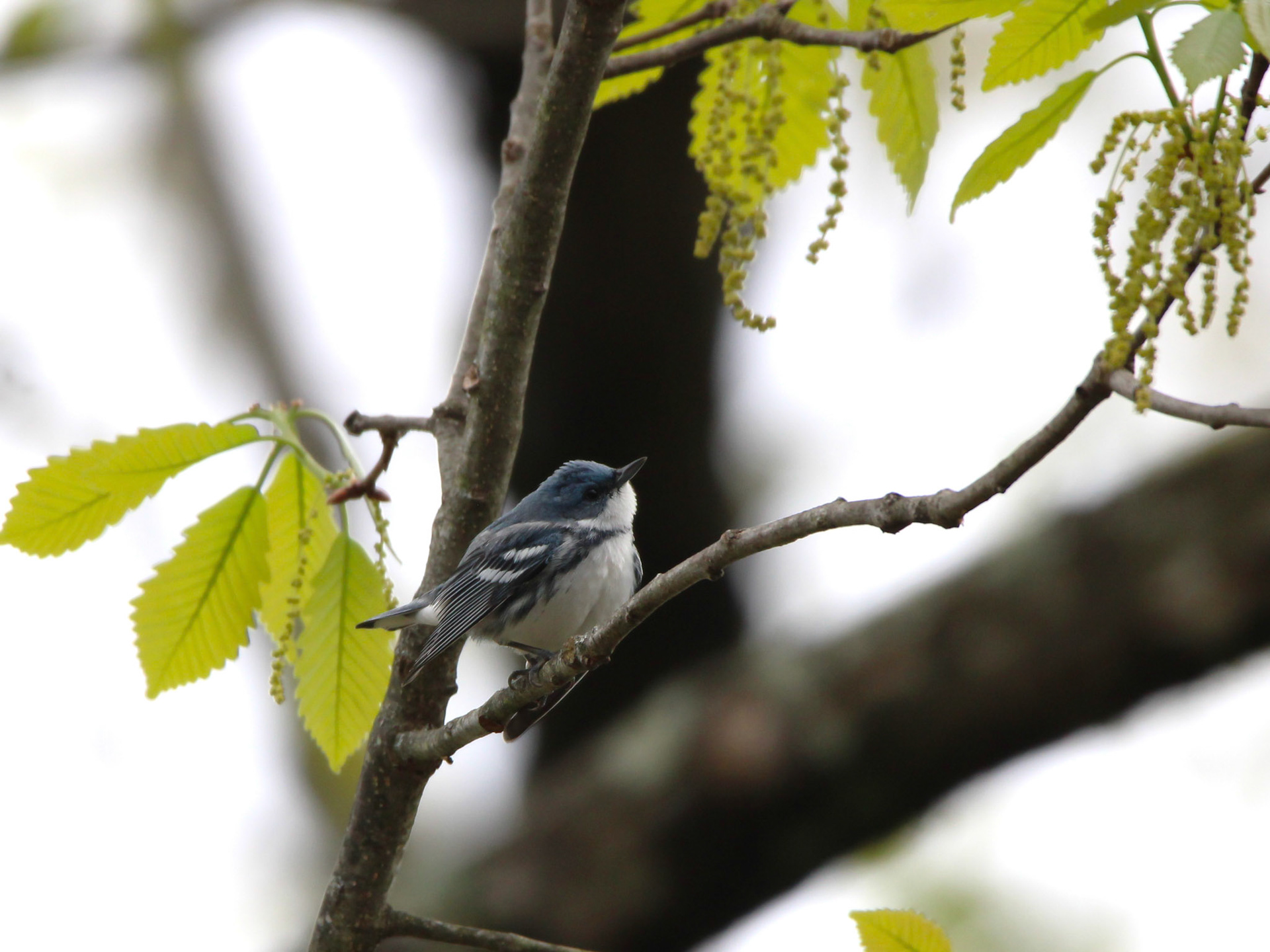 Cerulean Warbler