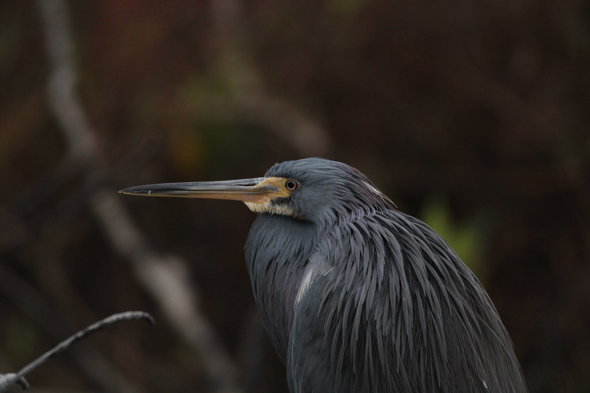 Tri-colored Heron