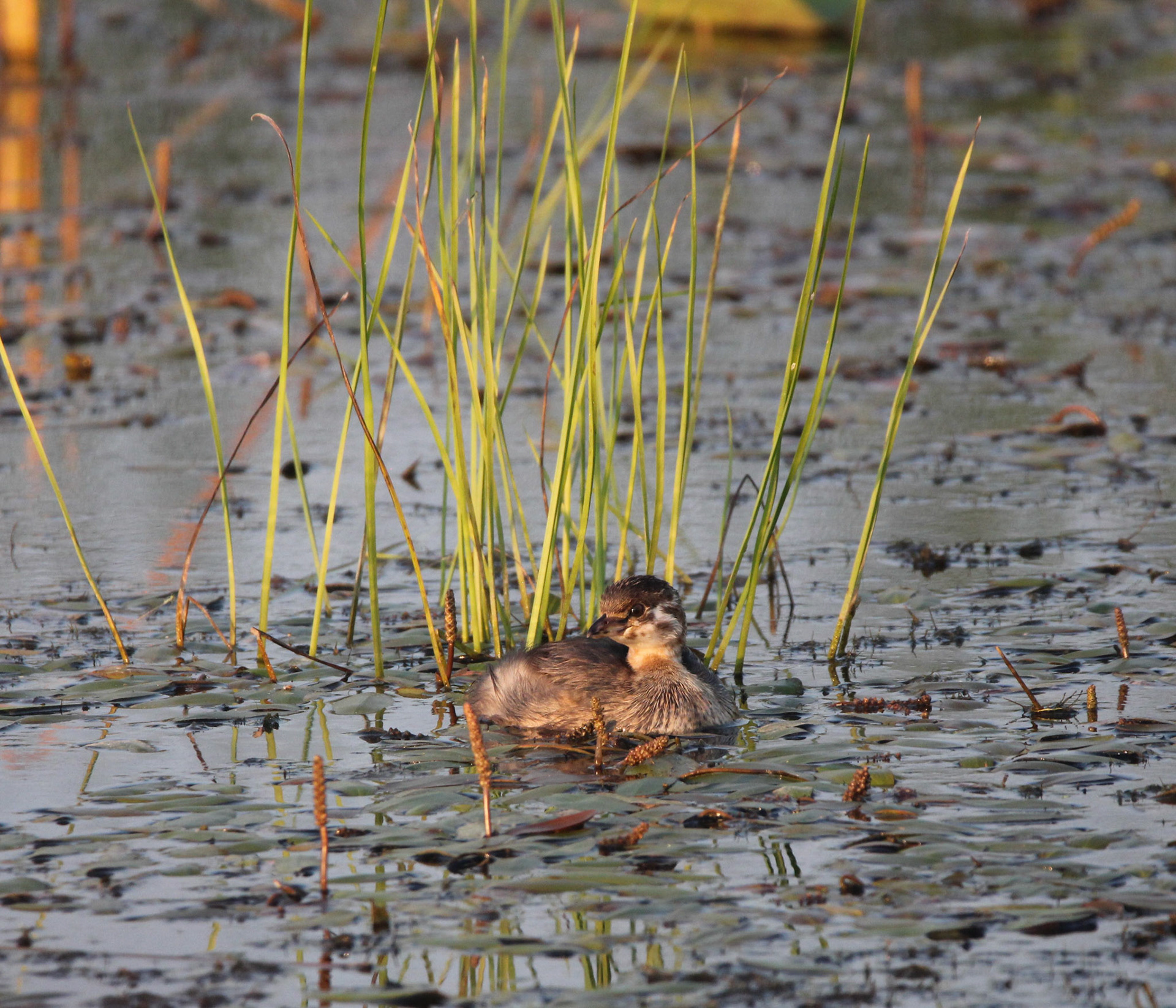 Pied-billed Grebe