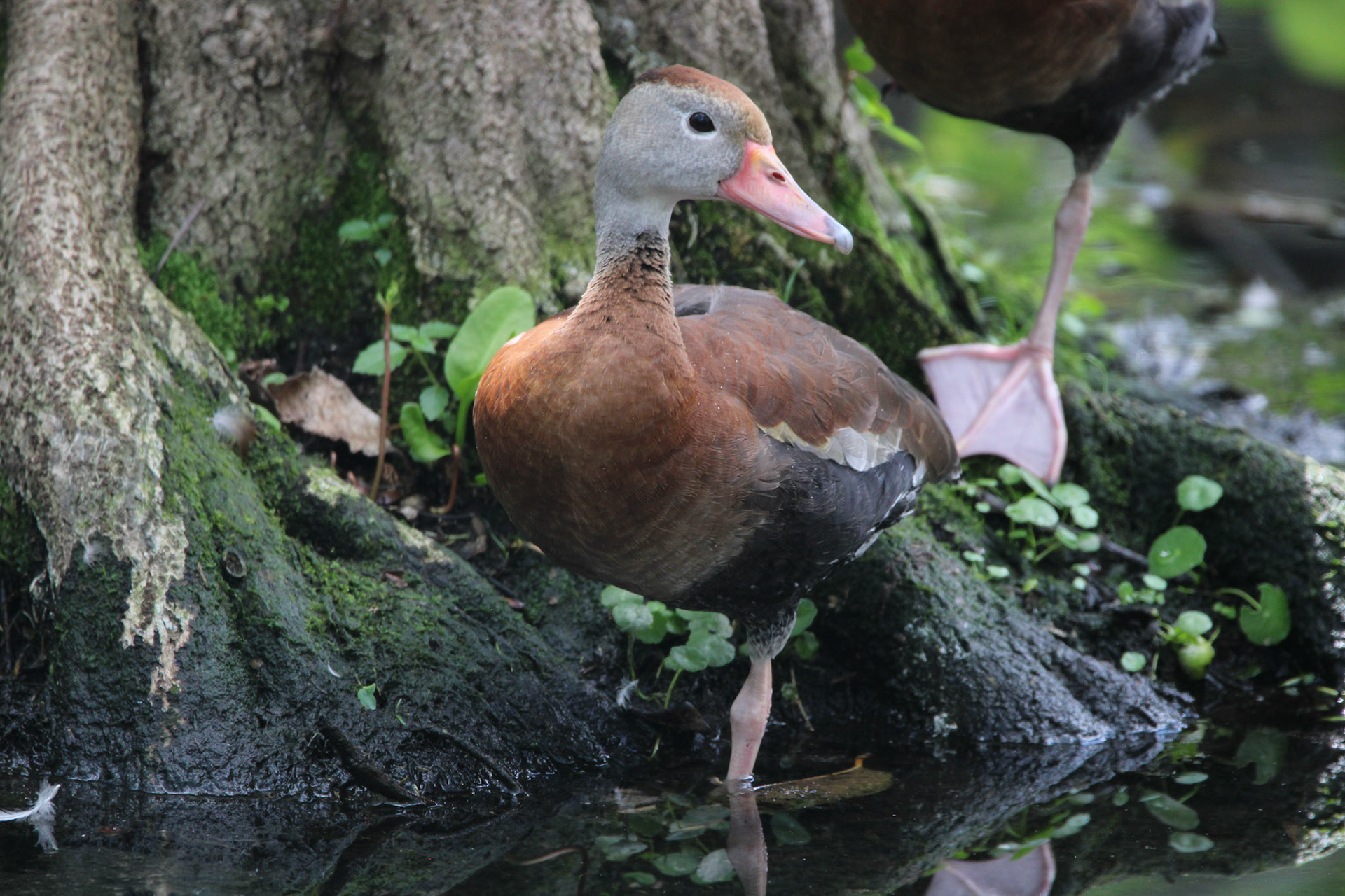 Black-bellied Whistling Duck - Wakodahatchee Wetlands