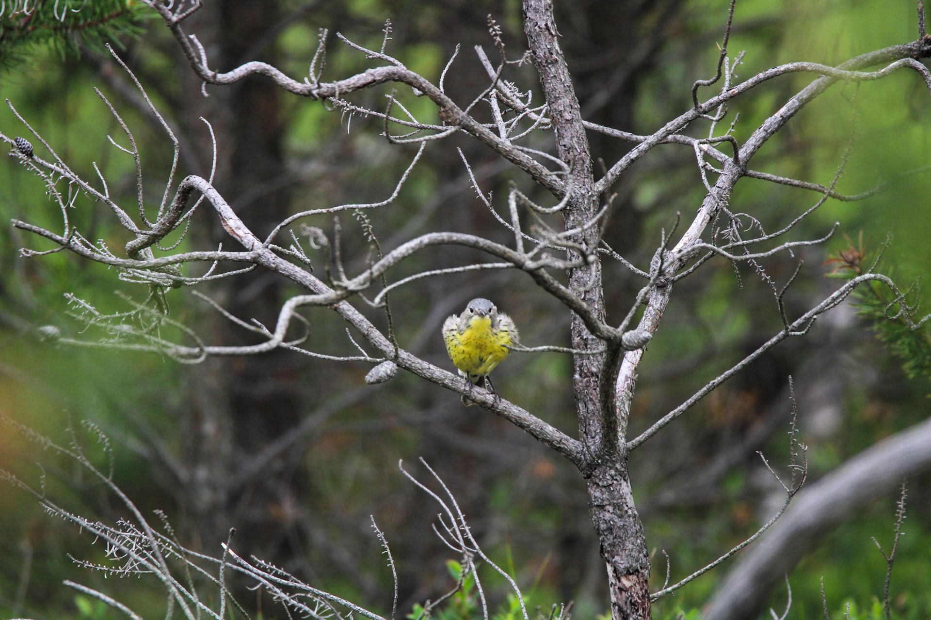 Kirtland's Warbler - Huron National Forest