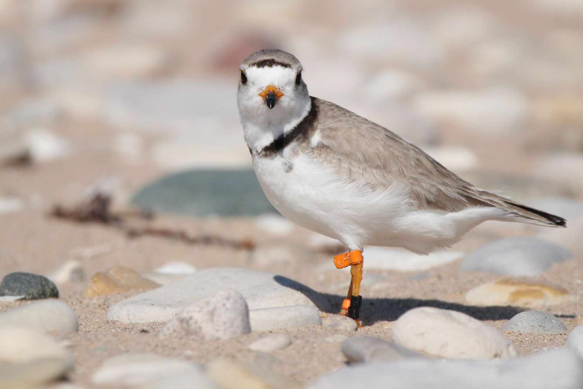 Piping Plover