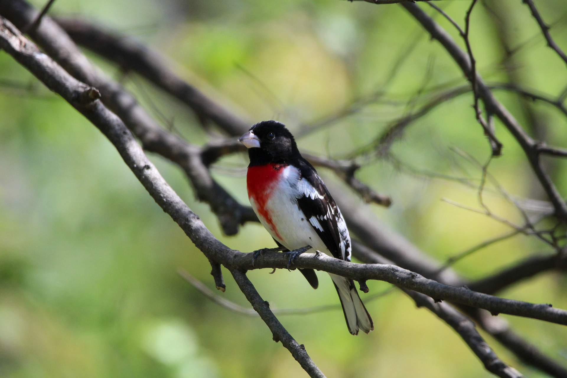 Rose-breasted Grosbeak