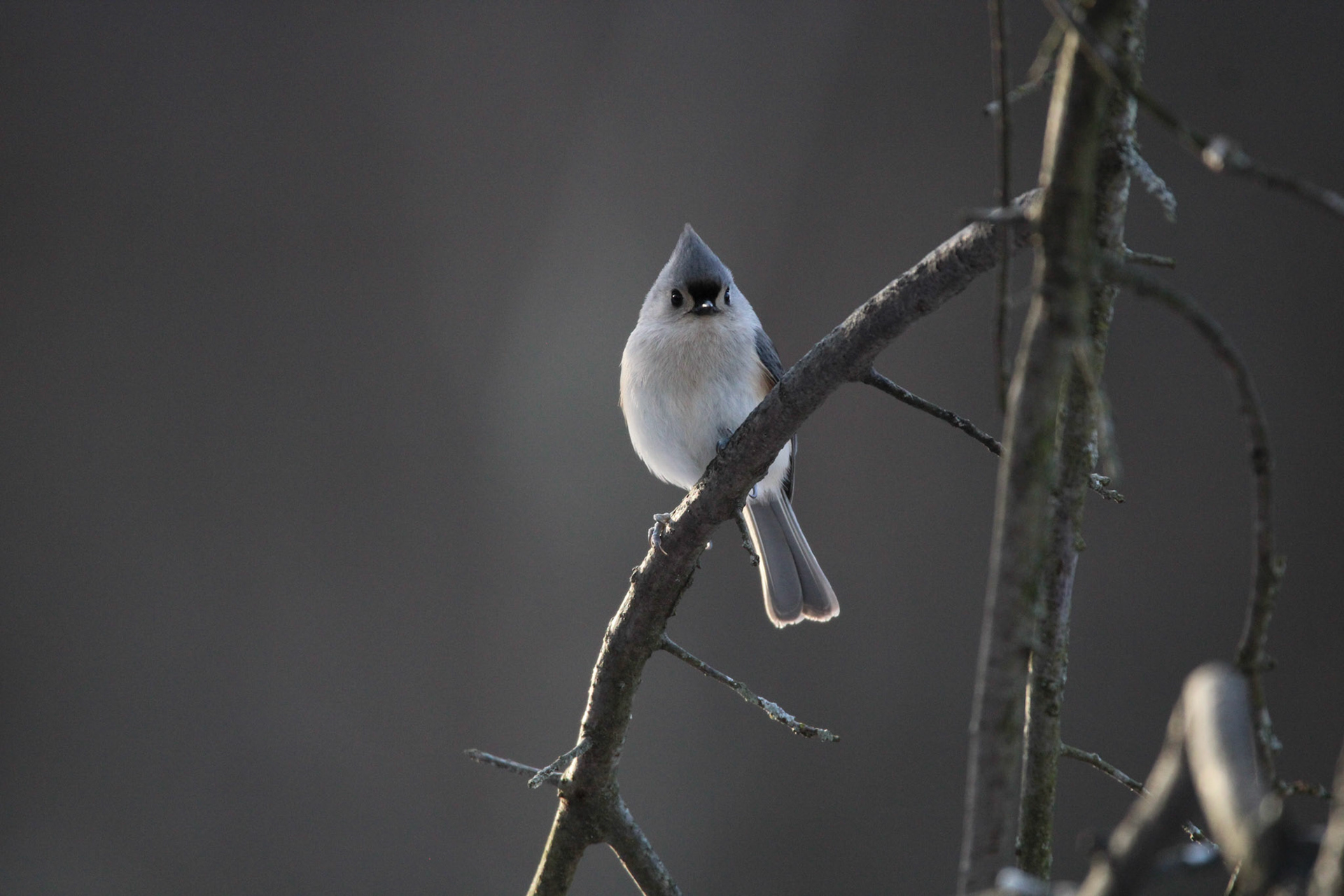 Tufted Titmouse