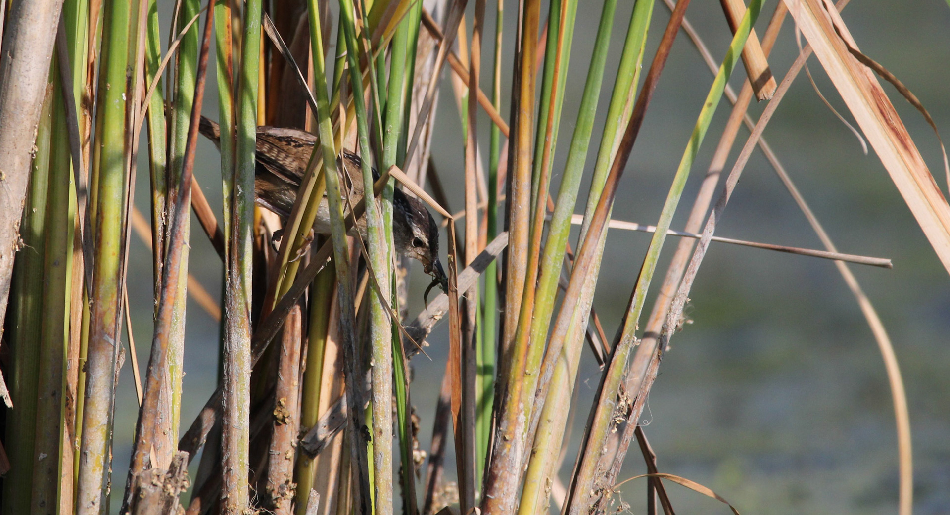 Marsh Wren
