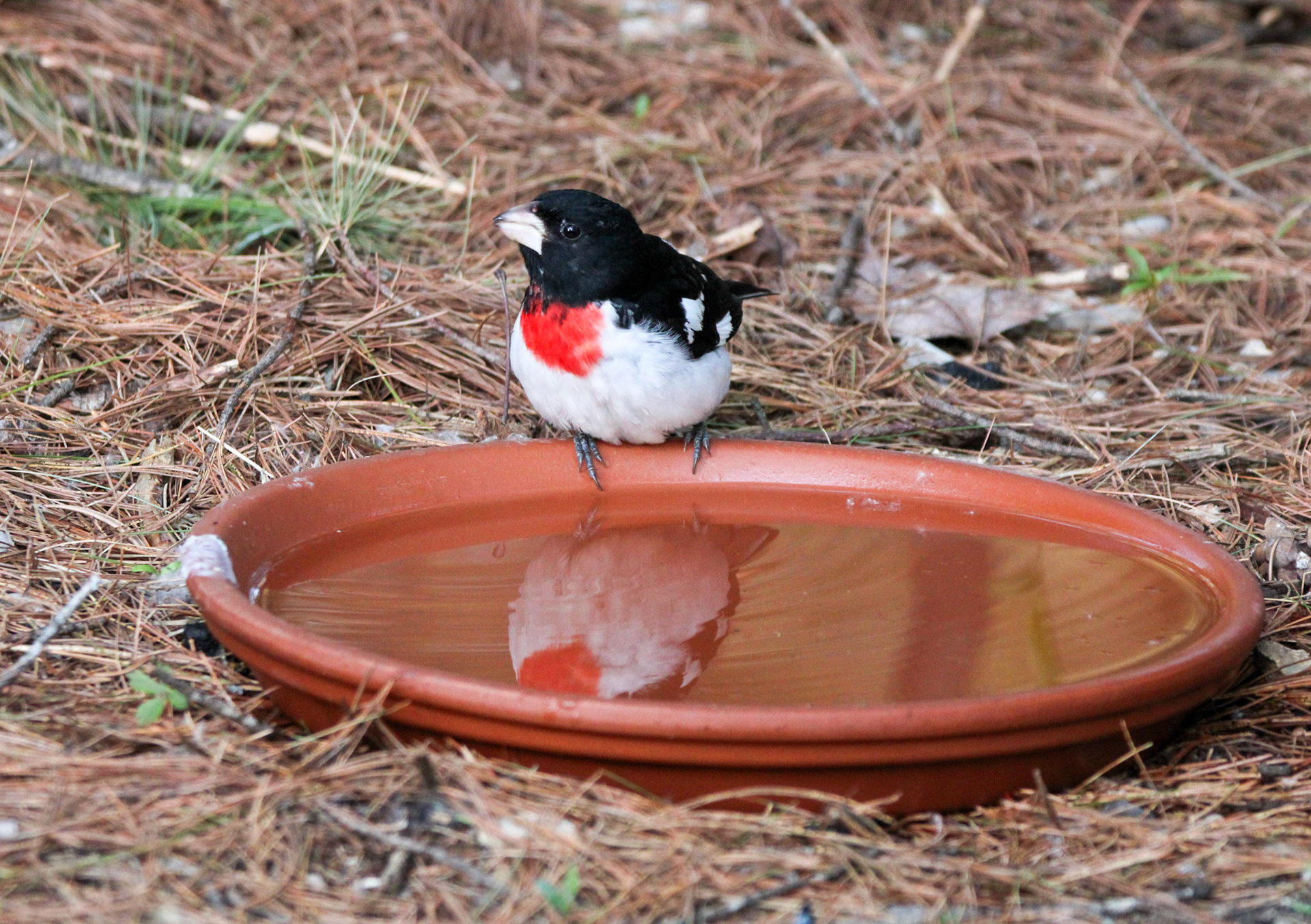 Rose-breasted Grosbeak
