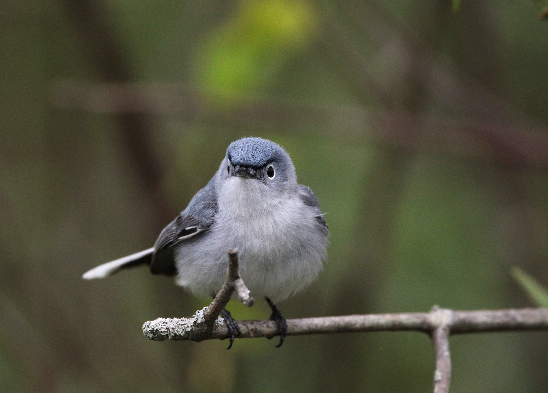 Blue-gray Gnatcatcher