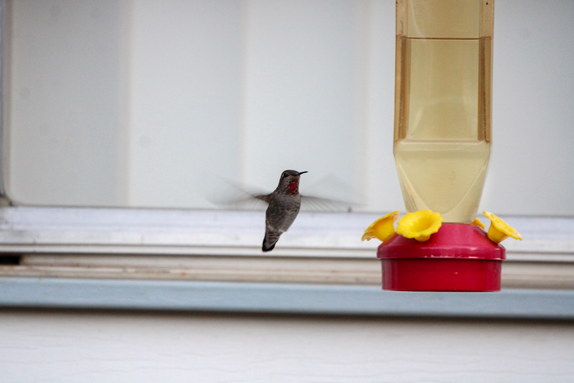 Anna's Hummingbird - Mariposa, CA