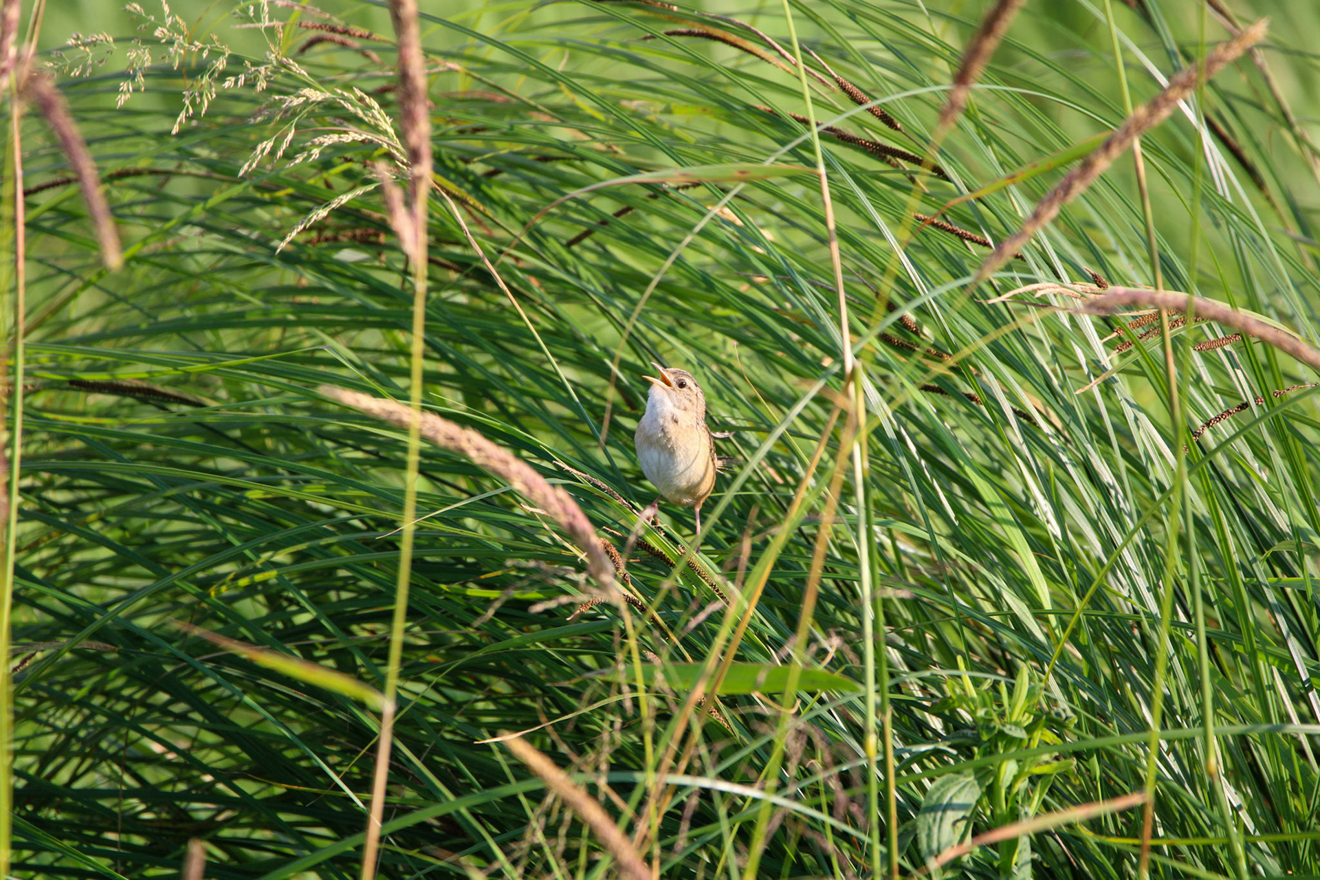 Sedge Wren