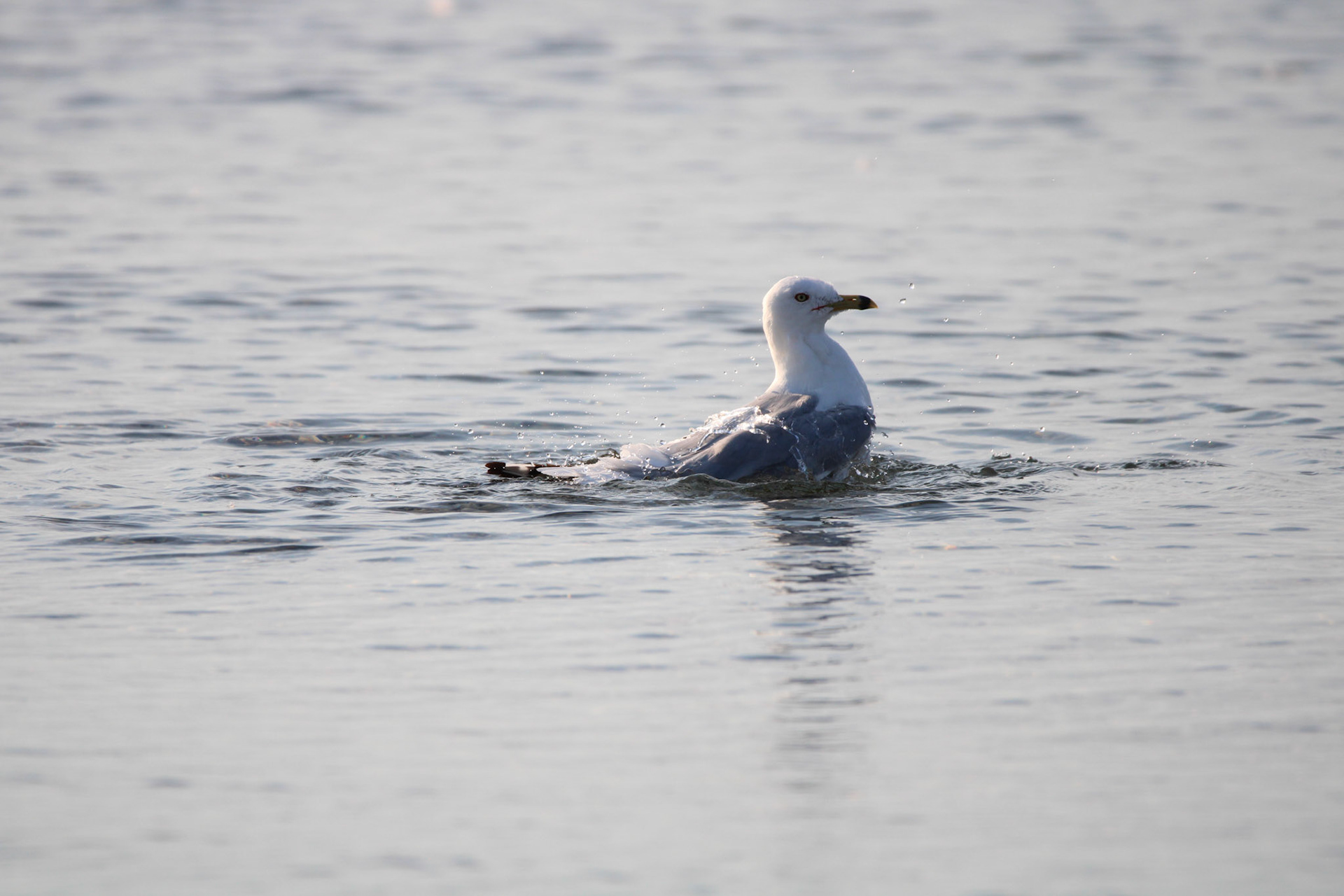 Ring-billed Gull