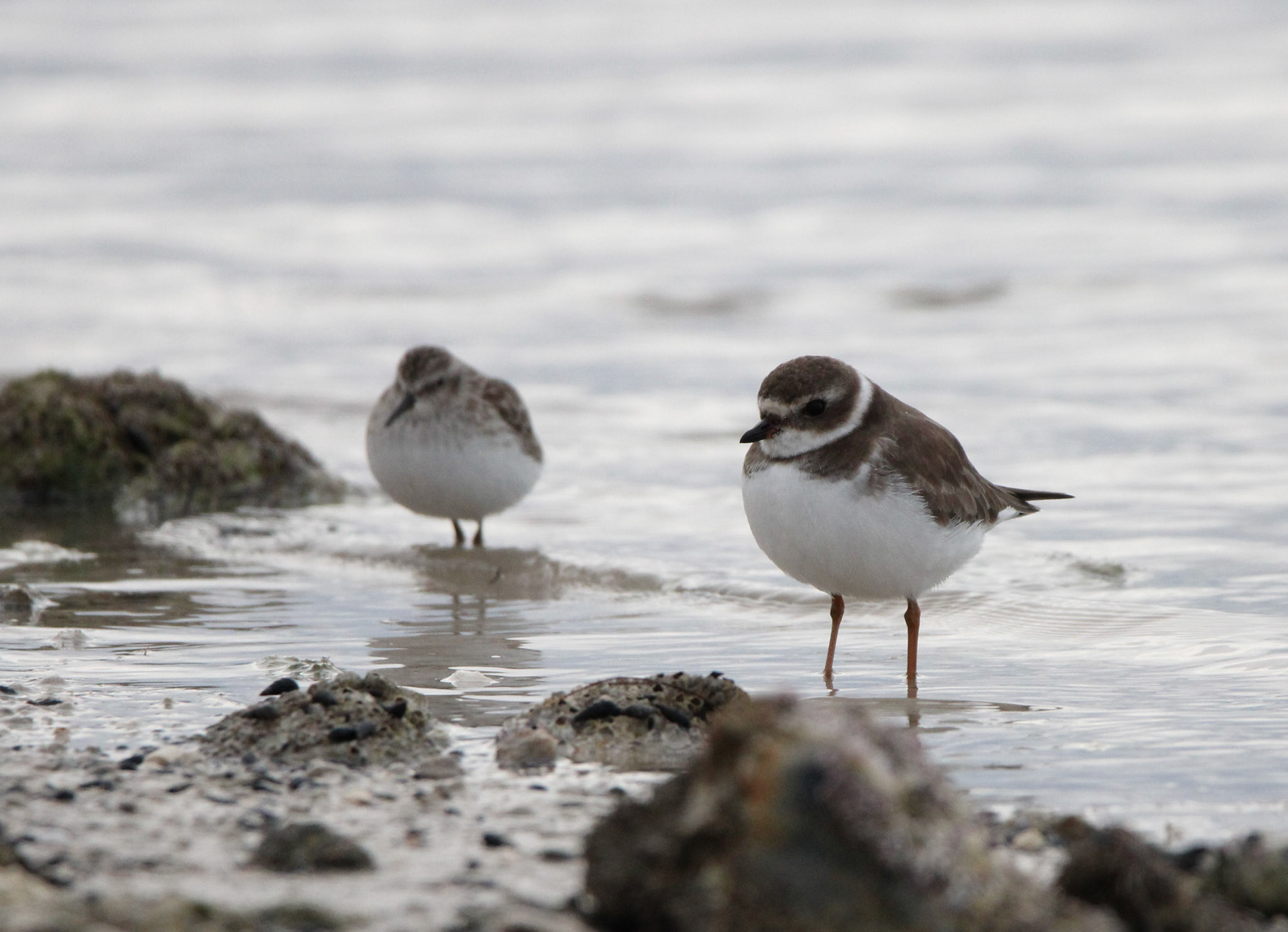 Semipalmated Plover