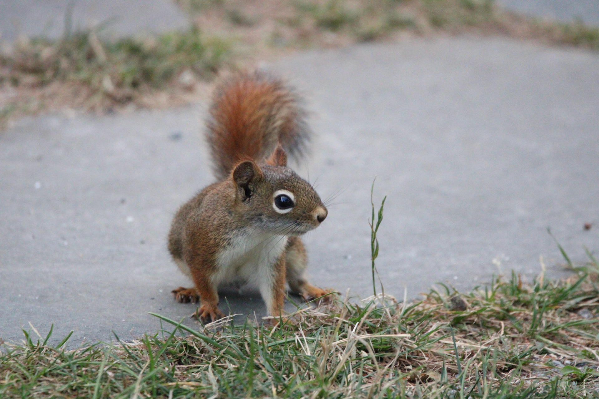 Red Squirrel by Ryan