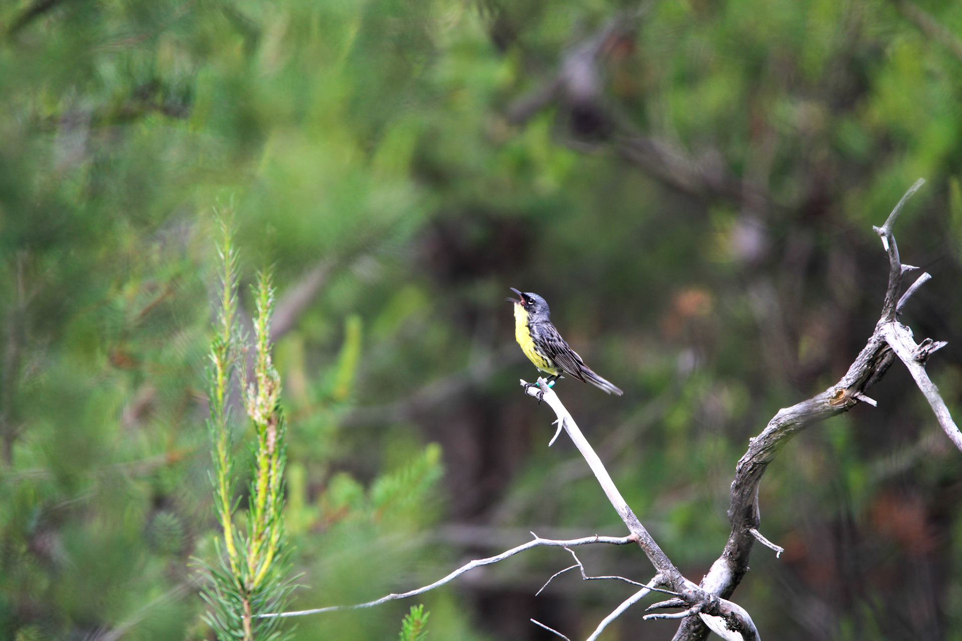 Kirtland's Warbler - Huron National Forest