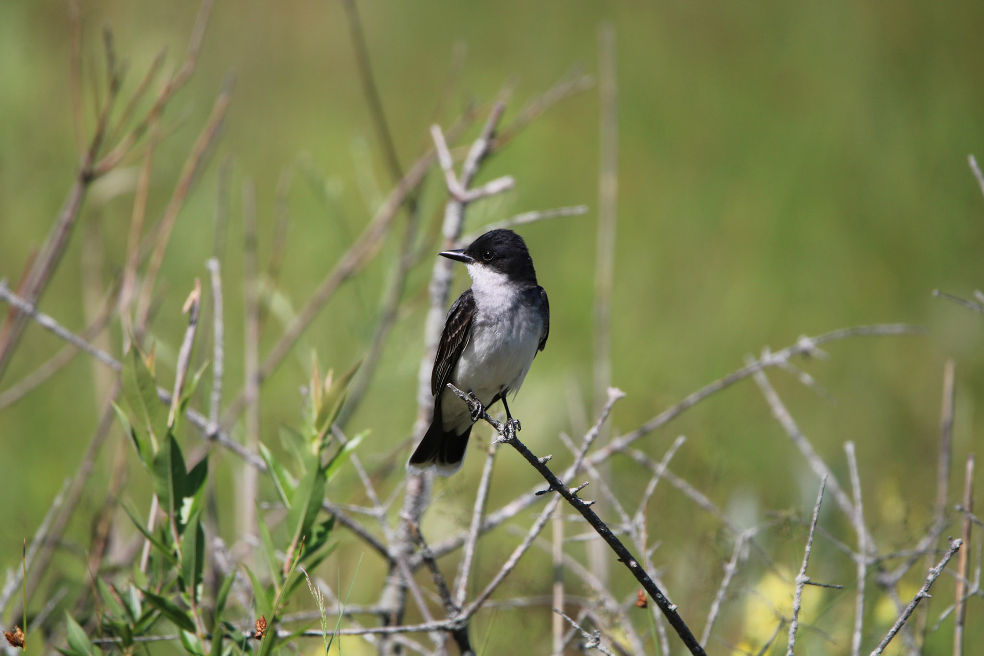 Eastern Kingbird