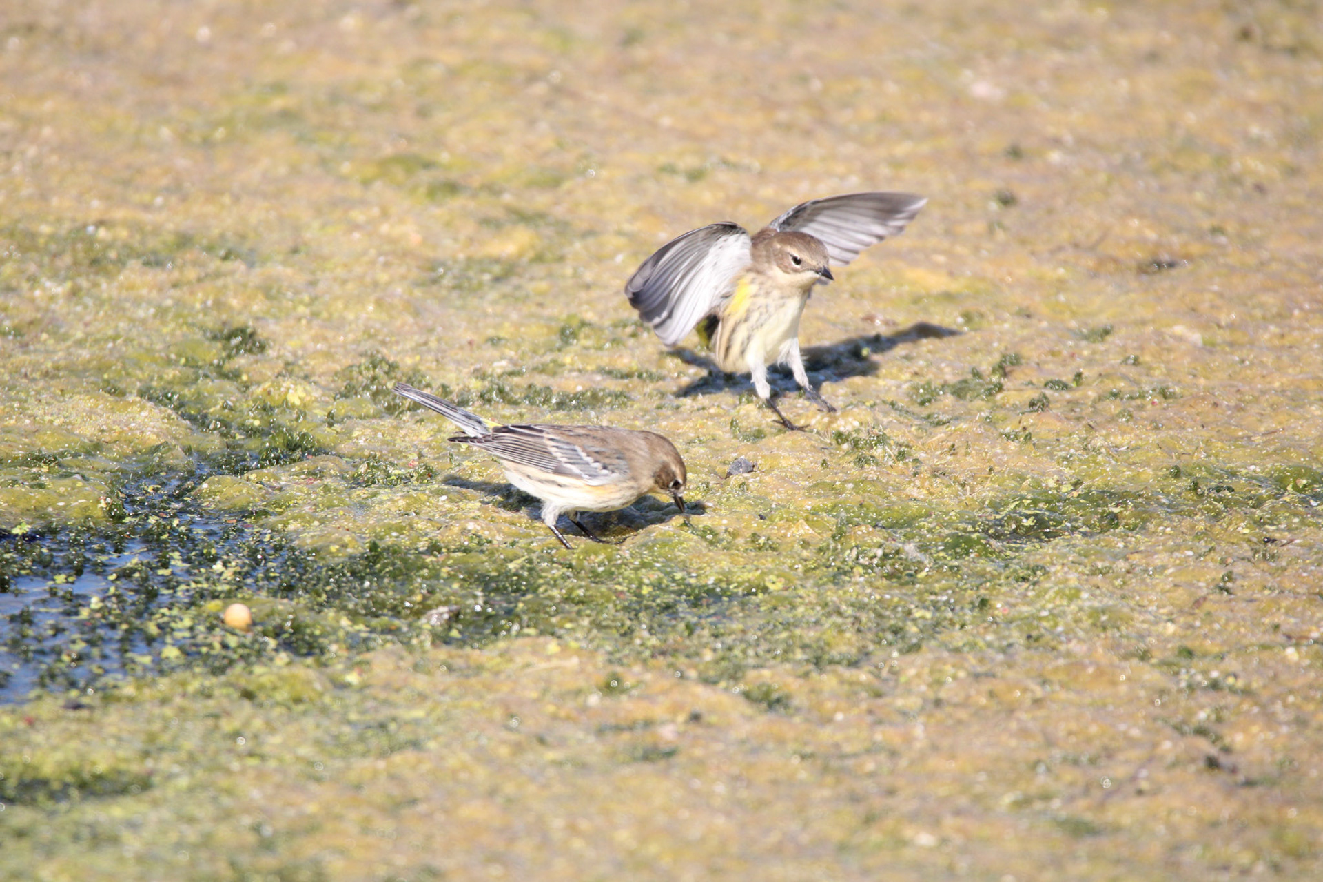 Yellow-rumped Warbler