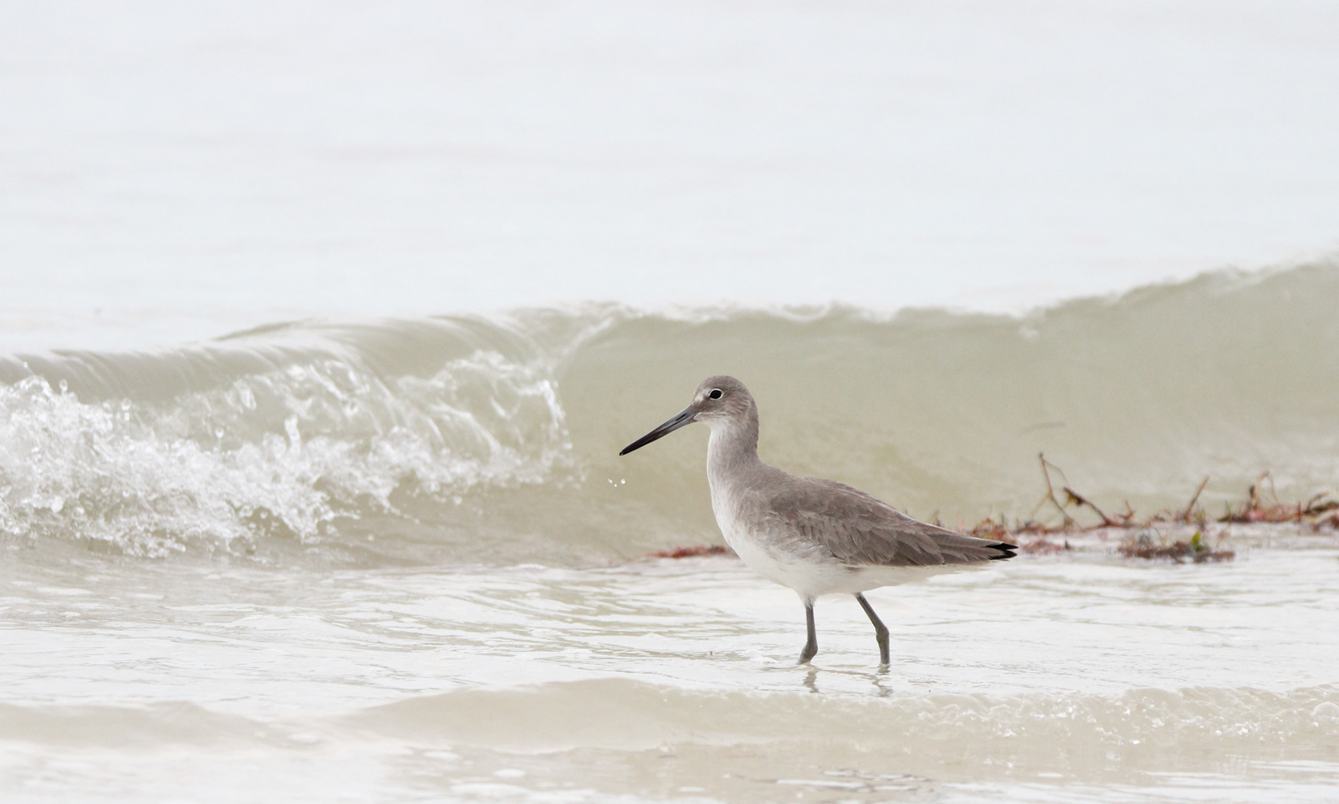 Willet