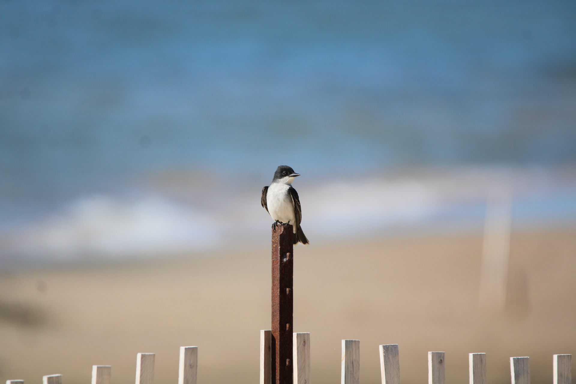 Eastern Kingbird